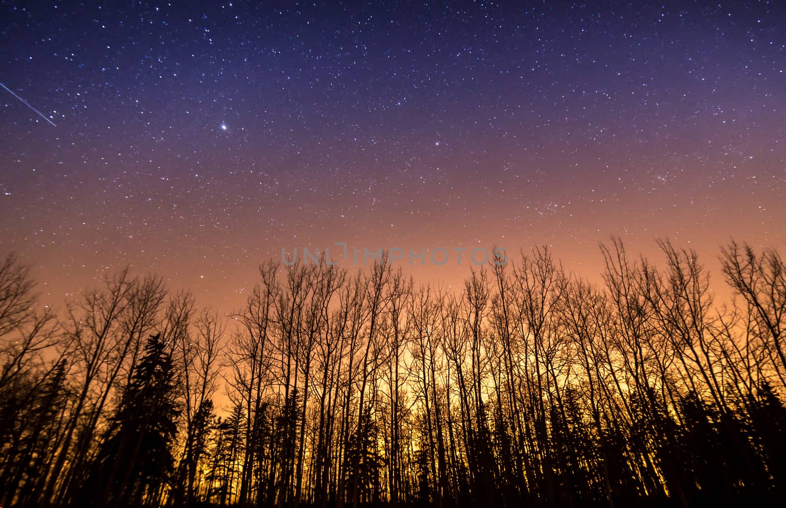 Stars and light pollution above silhouetted tree in alberta