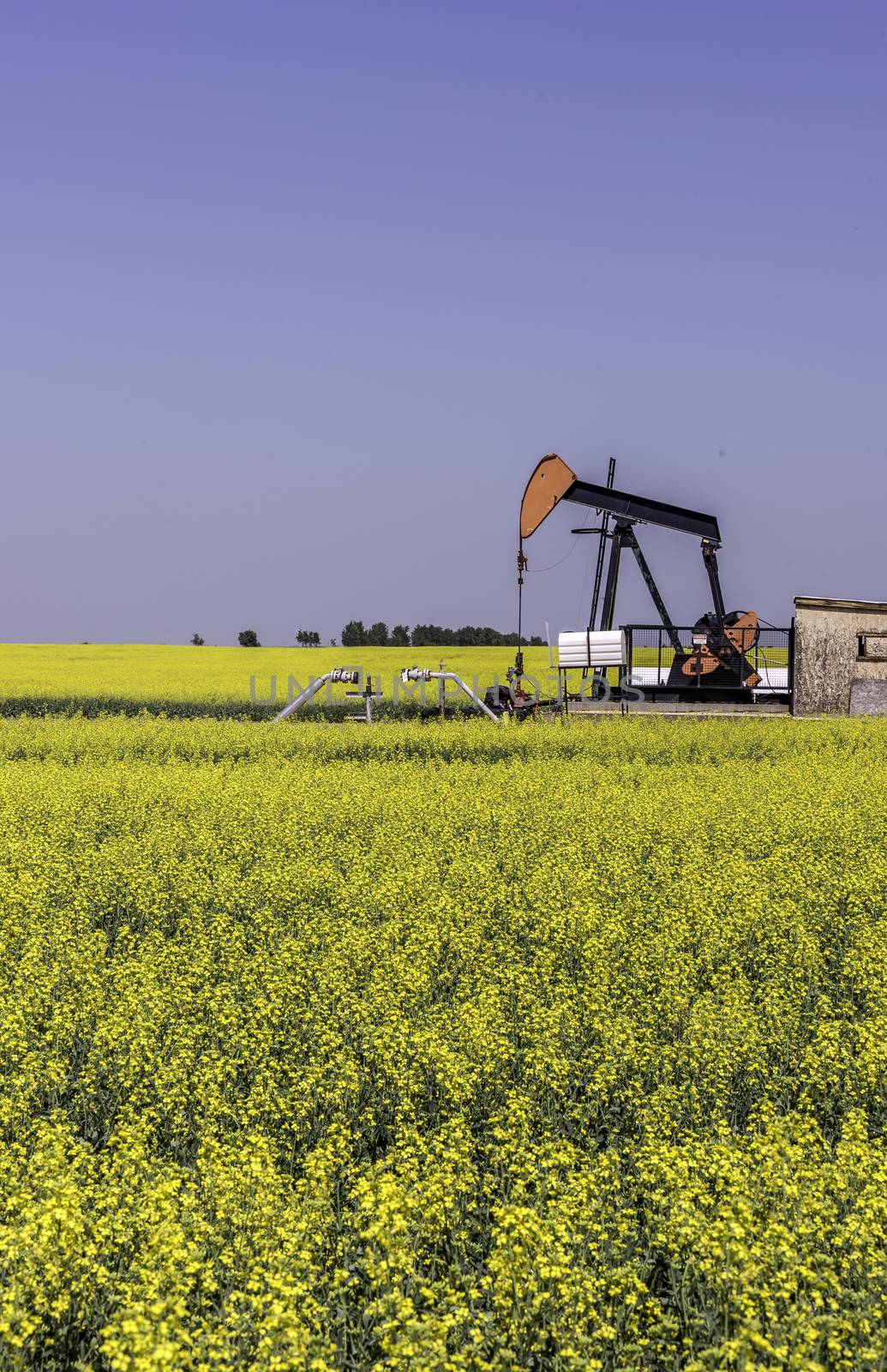 Oil well pumpjack in a farm field of canola