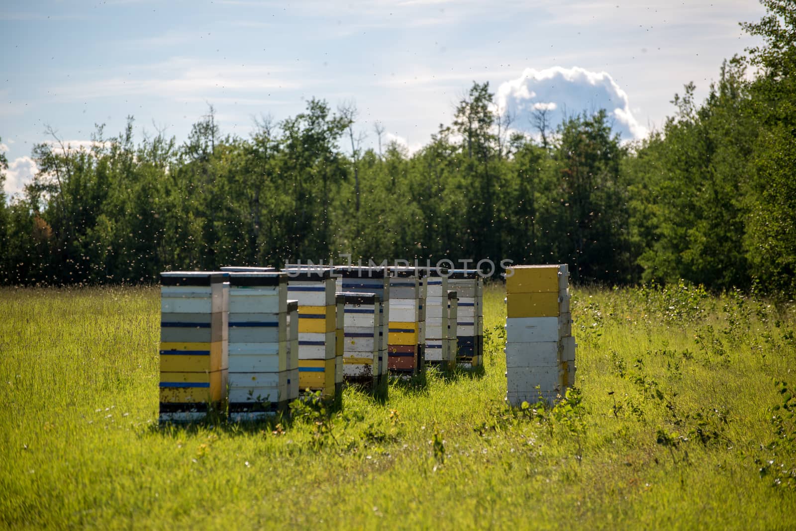 Stacks of bee hives on the edge of a farm field