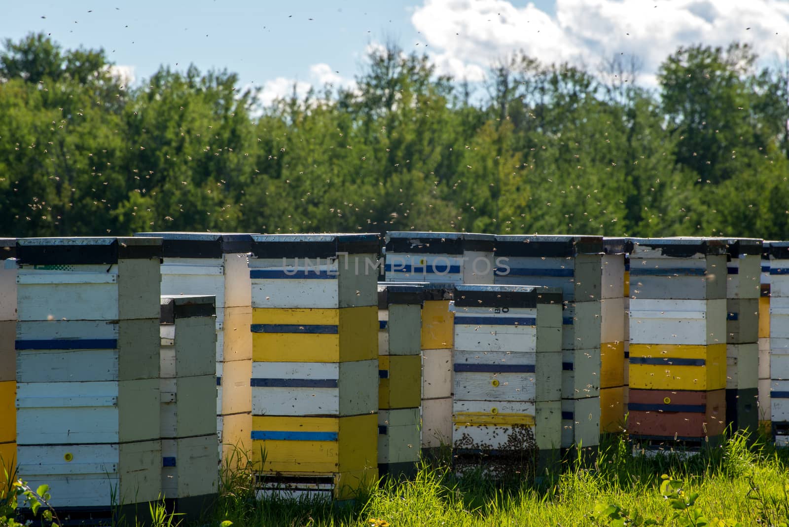 Colorful bee hives on hot summer day in field
