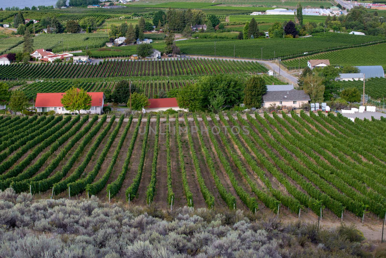 Rows of grape vines and vineyards on summer day