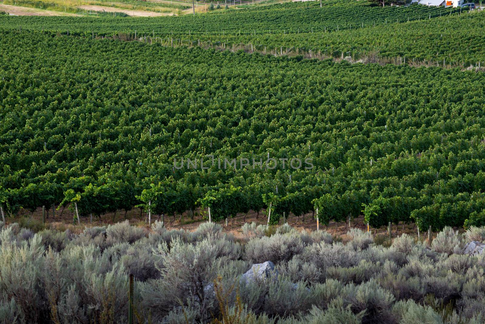 Edge of a vineyard with rows of grape vines