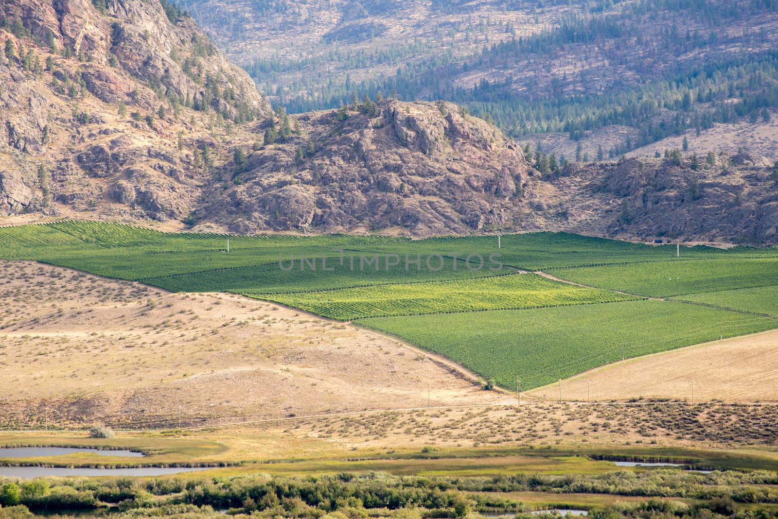 Green vineyard surrounded by a dry rocky landscape