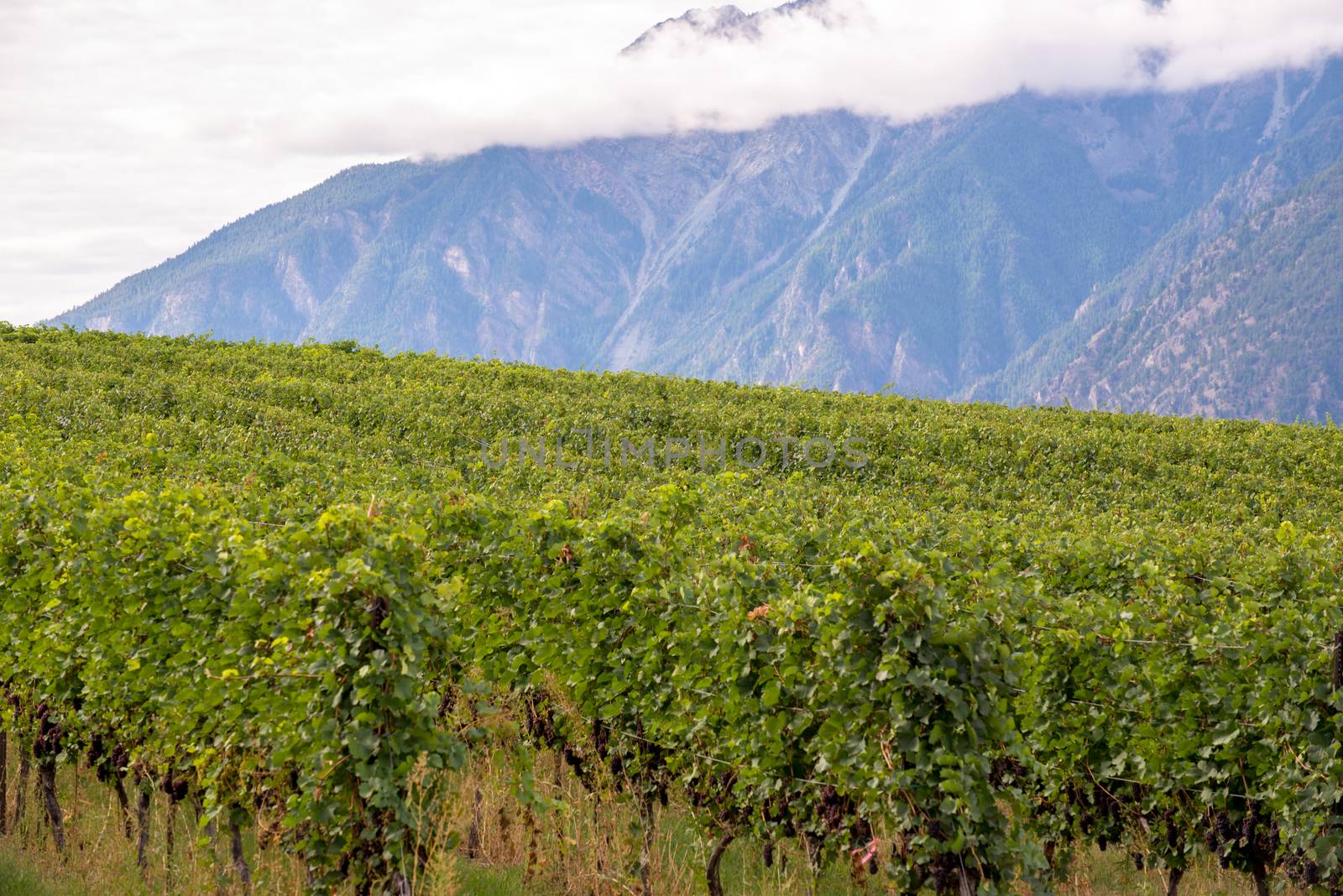 Rows of grape vines with mountains in background