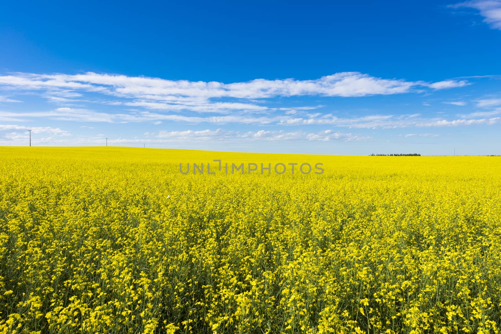 Canola crop farm field with blue sky and clouds during summer