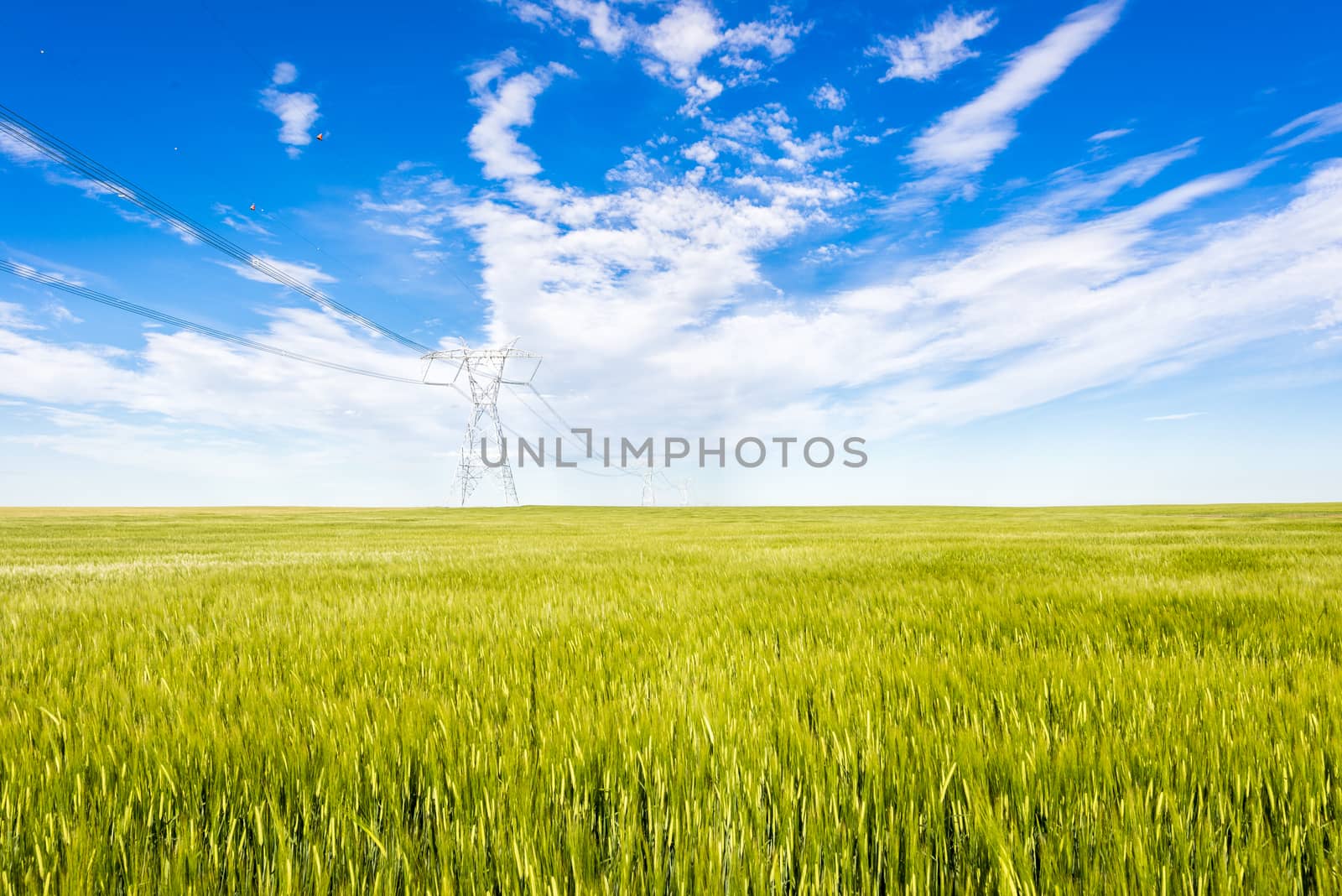Wheat field with power grid poles by TSLPhoto