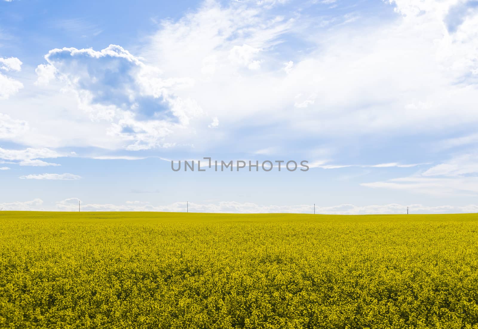 Canola crop farm field with powerlines on horizon