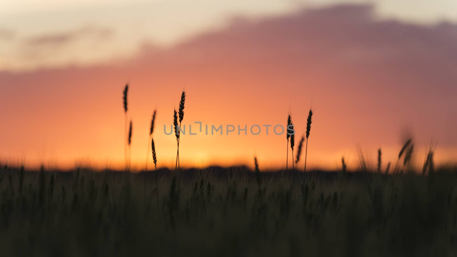 Grain head of wheat, triticum, triticeae plant silhouetted against sunset