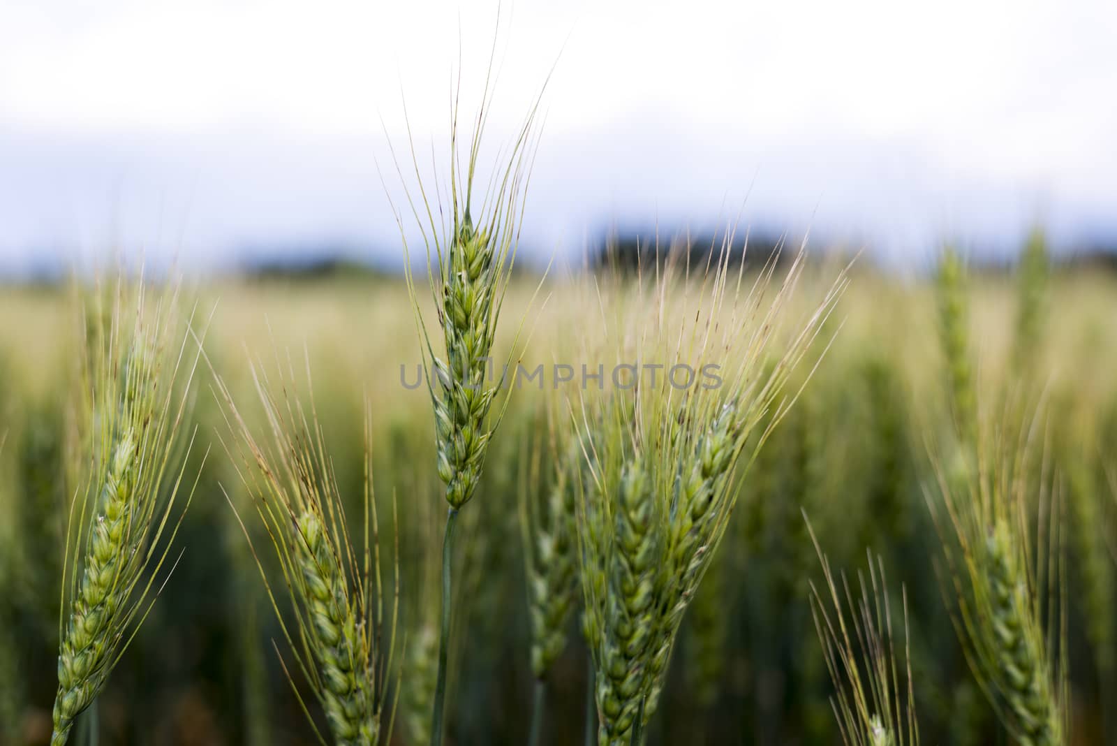 Grain head of wheat plant against field background by TSLPhoto