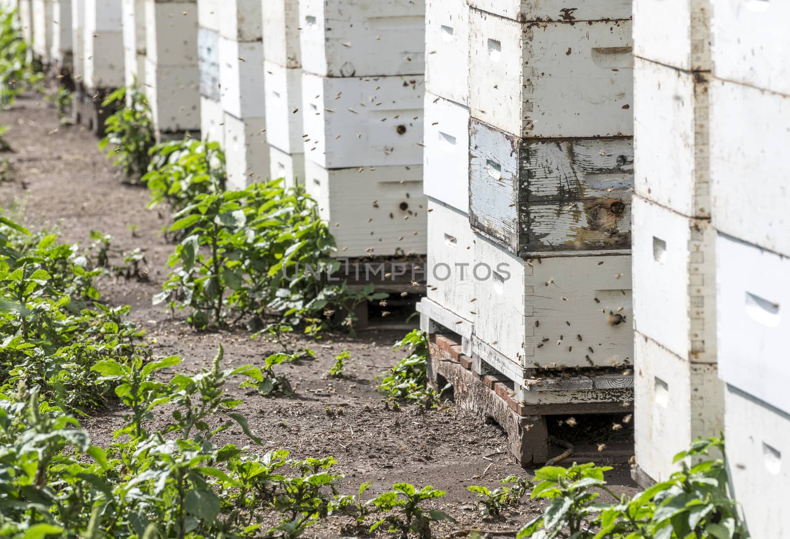 Honey bees entering and exiting hives during the day