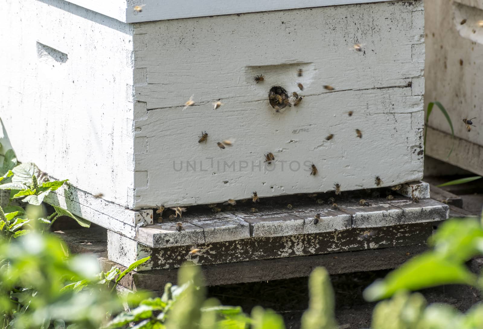 Honey bees entering and exiting a hive by TSLPhoto