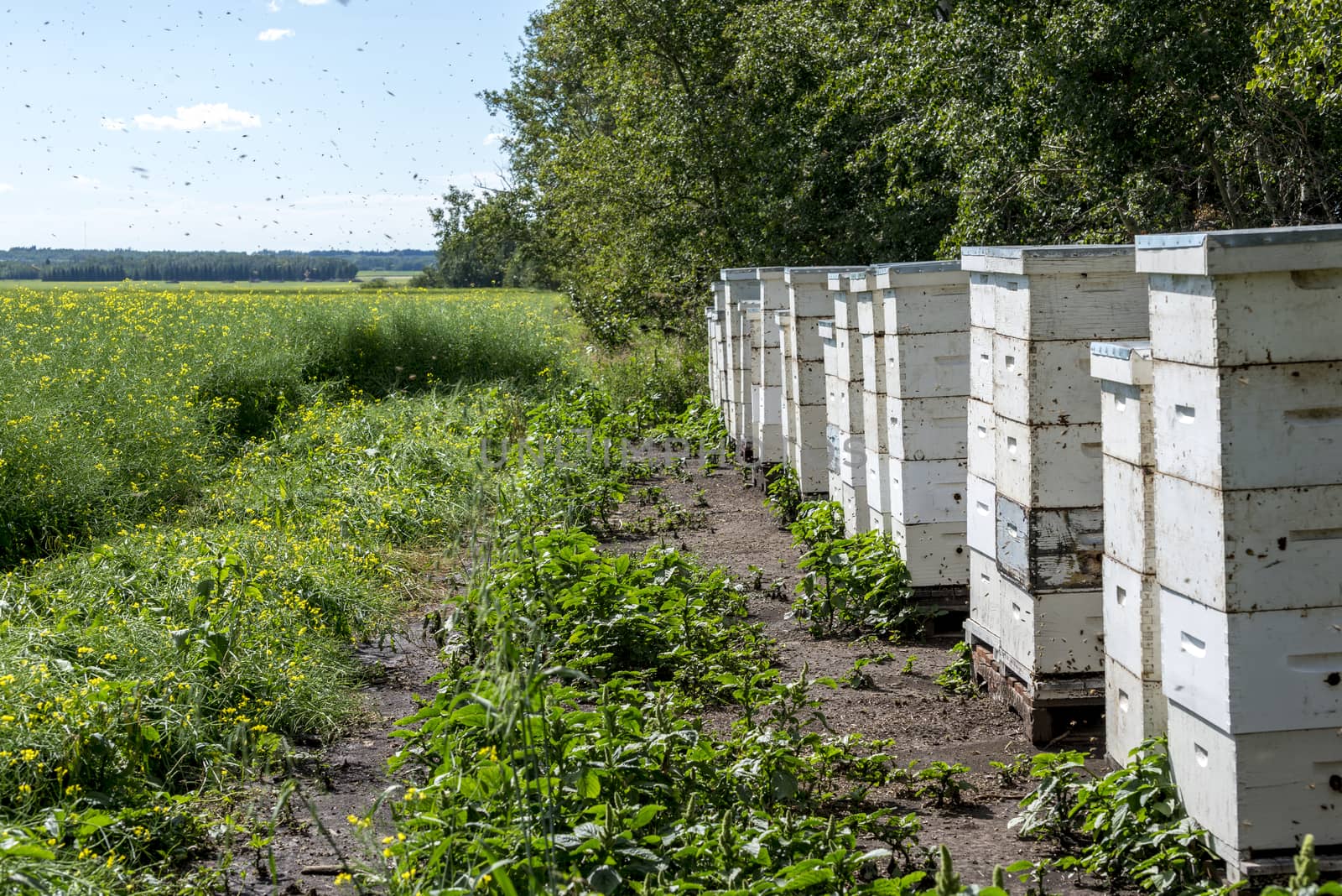 Stacks of bee hives on the edge of a farm field