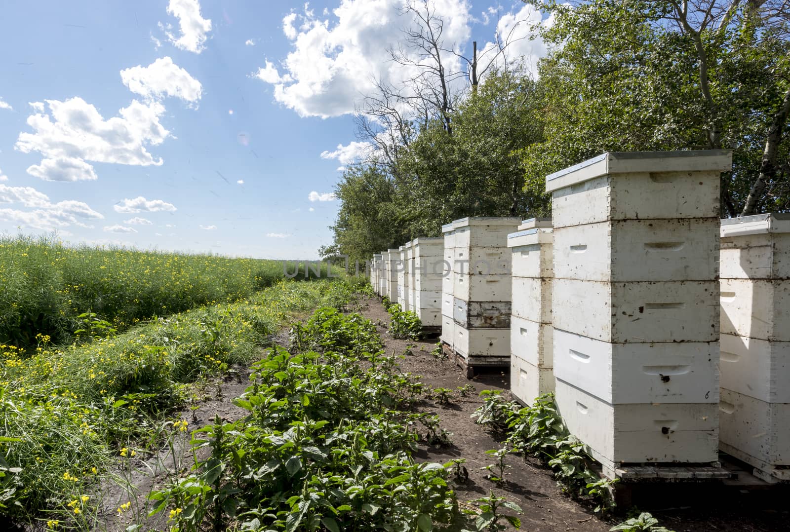 Bee hives on the edge of a farm field by TSLPhoto