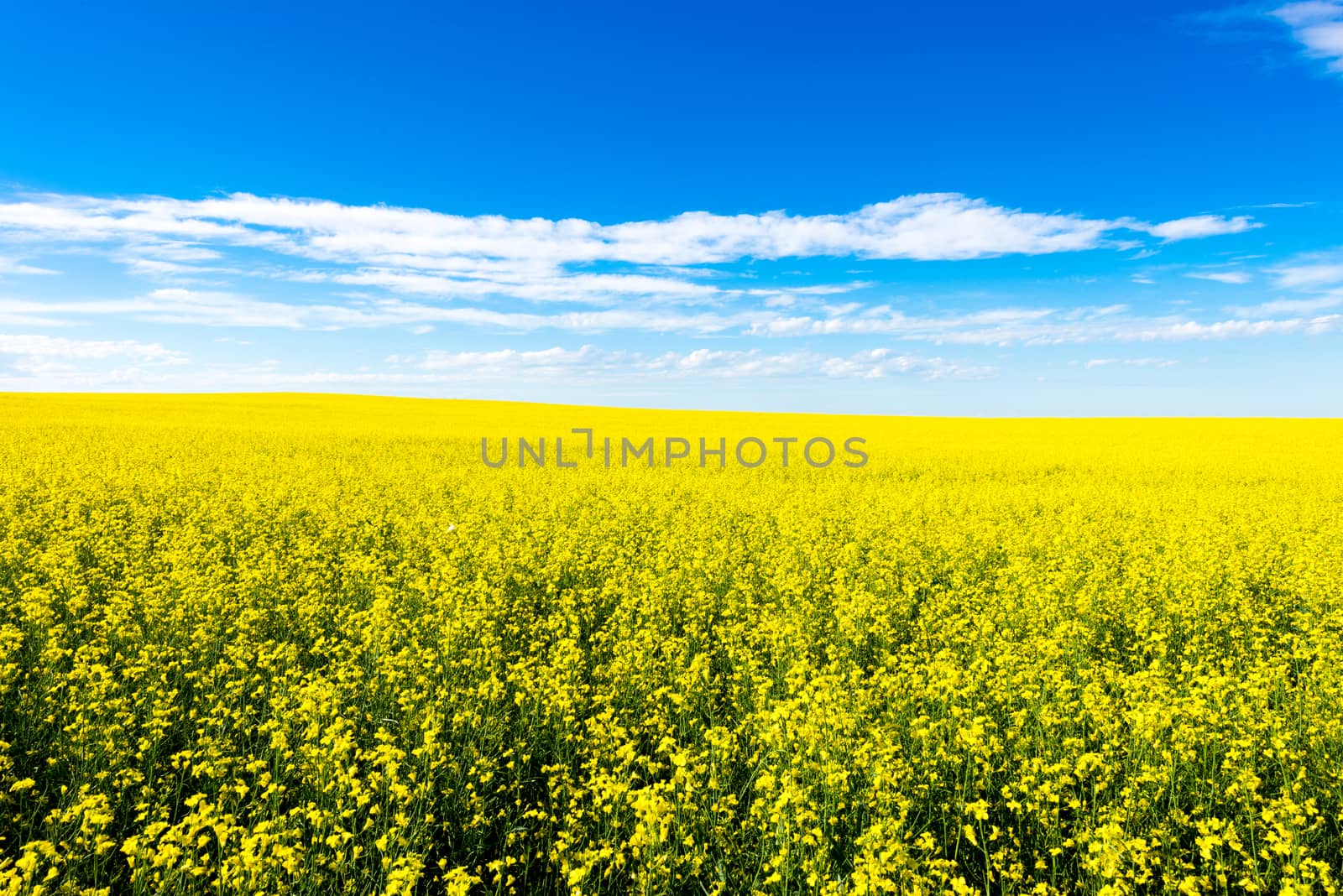 Canola crop farm field during summer by TSLPhoto