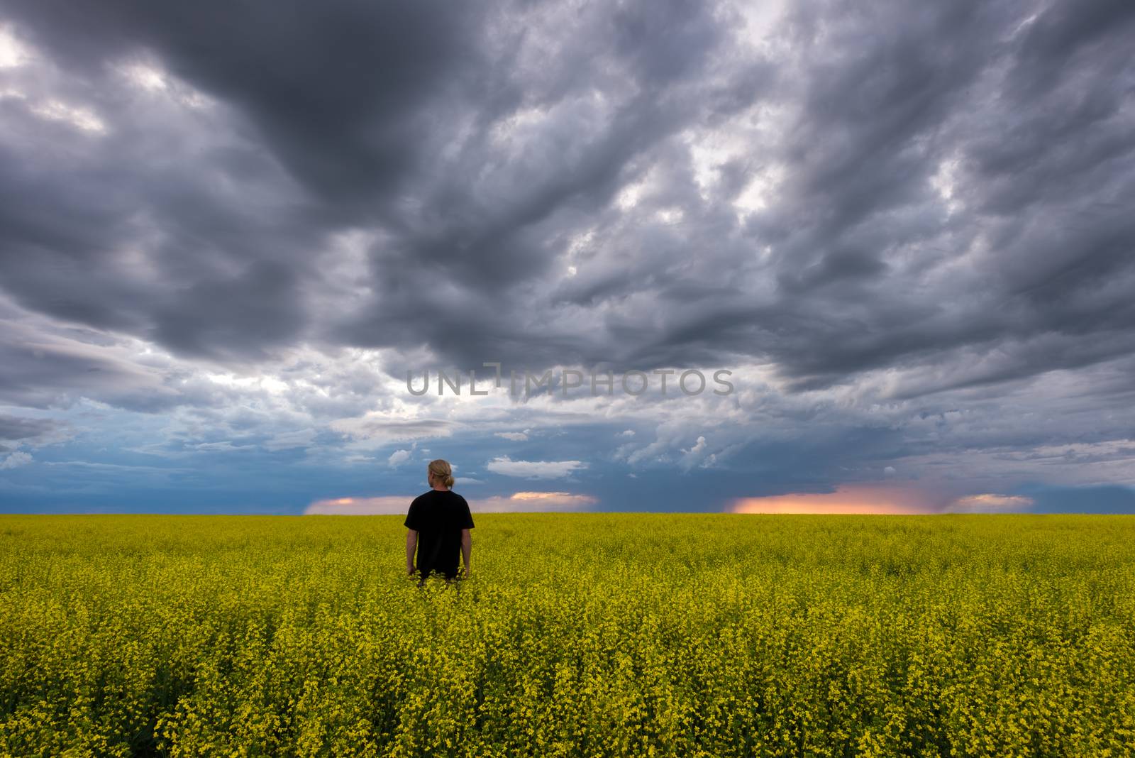Lone caucasian guy standing in canola field during storm