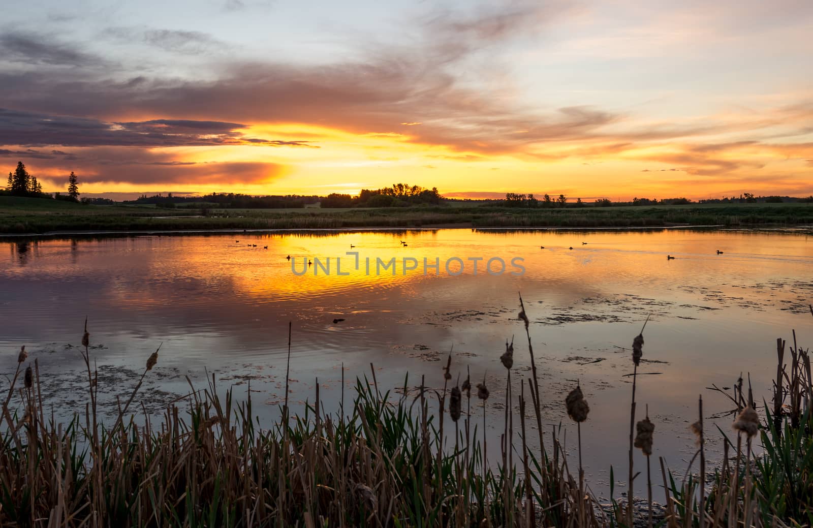 Orange sunset over ducks in a pond with reids in the foreground