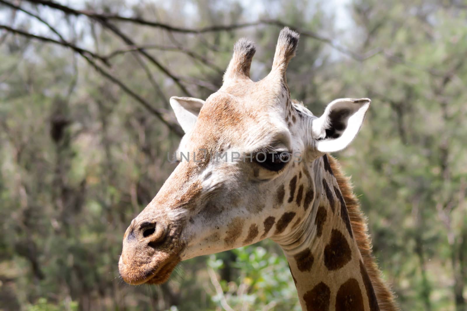 Giraffe head in a park in Mombasa, Kenya