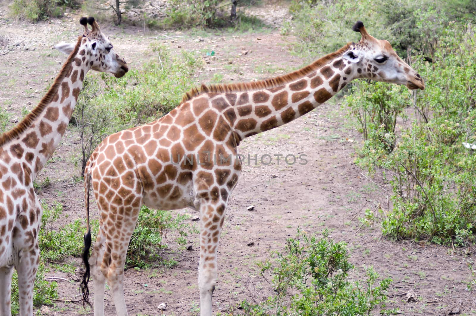 Two giraffes in a park in Mombasa, Kenya