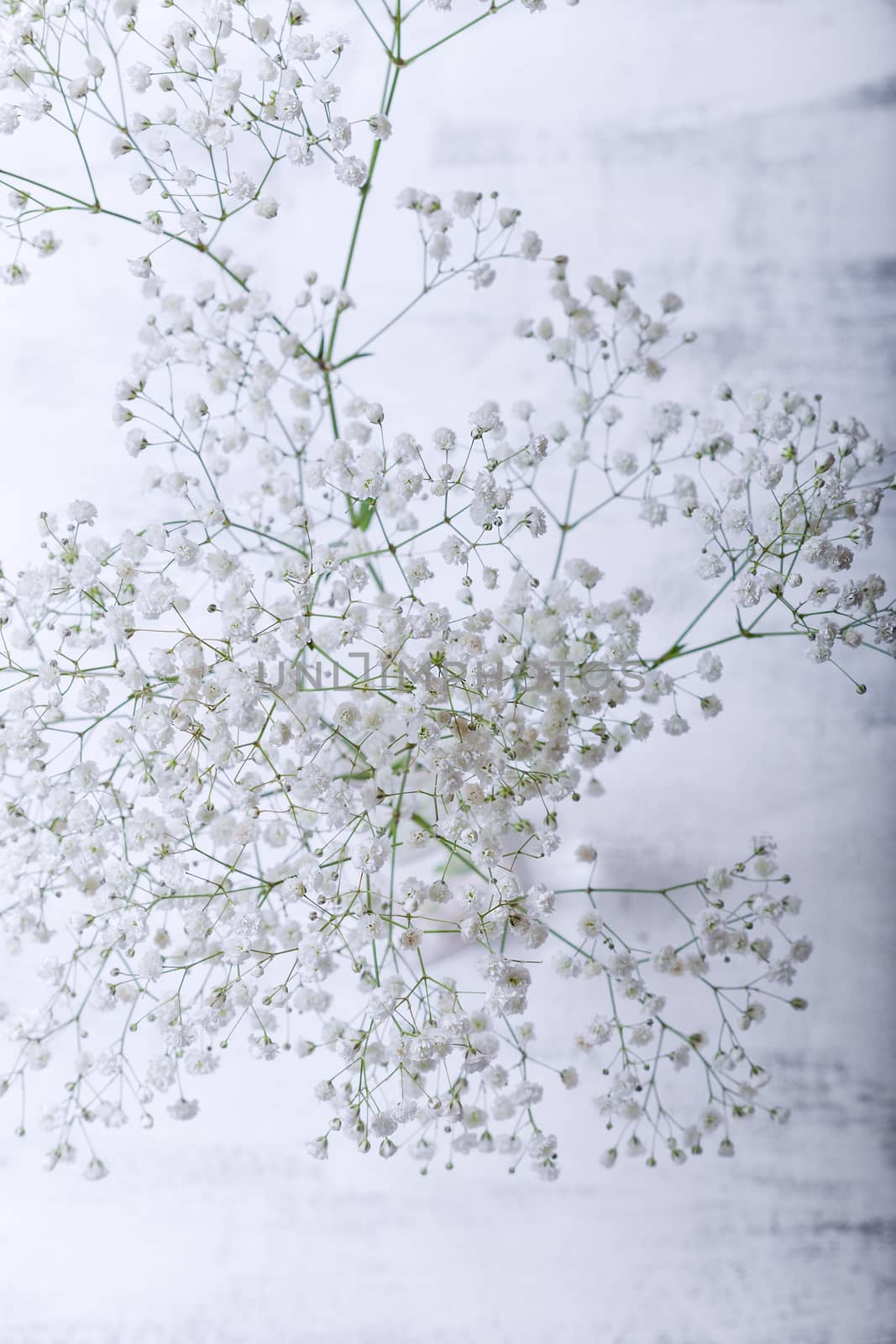 White flowers of gypsophila by supercat67