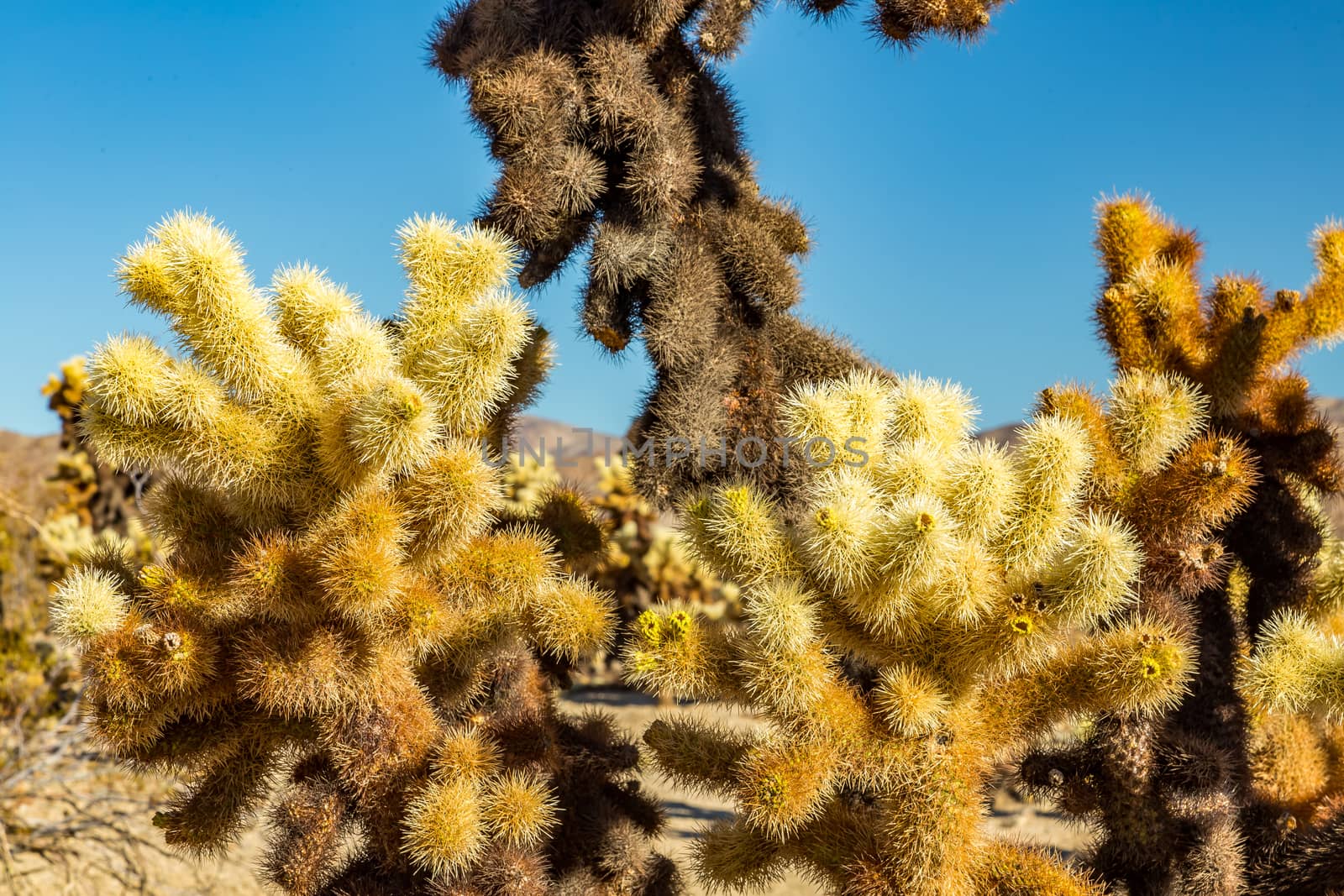 Jumping Cholla Cactus by adifferentbrian