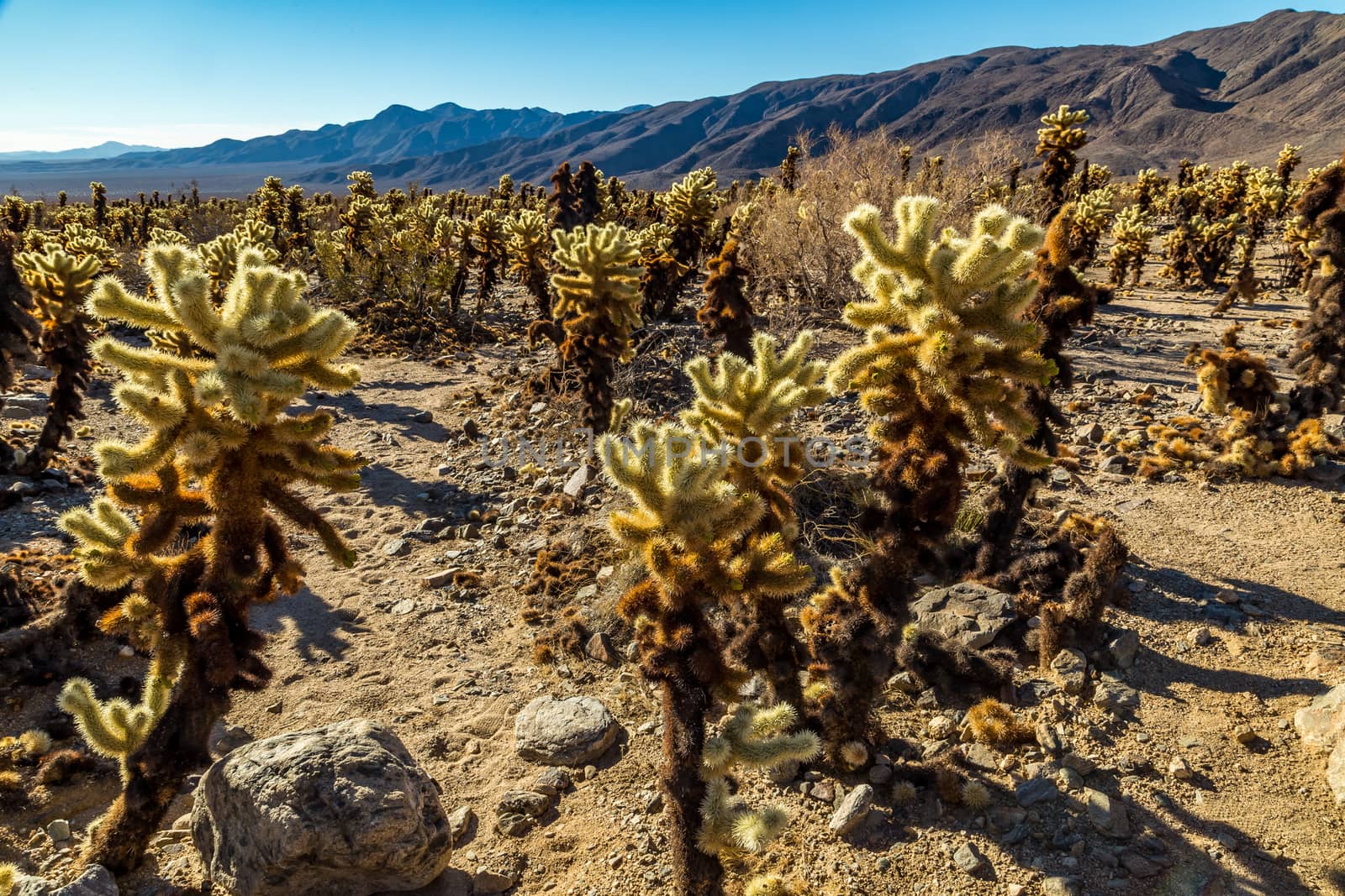 Jumping Cholla Cactus by adifferentbrian