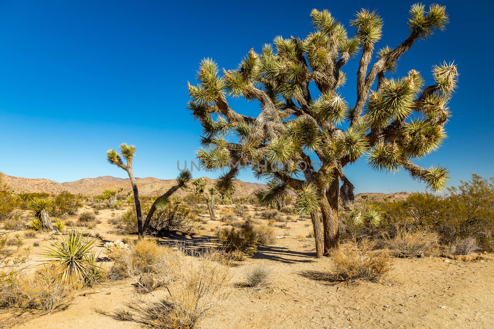 Joshua Tree National Park is a vast protected area in southern California. It's characterized by rugged rock formations and stark desert landscapes.