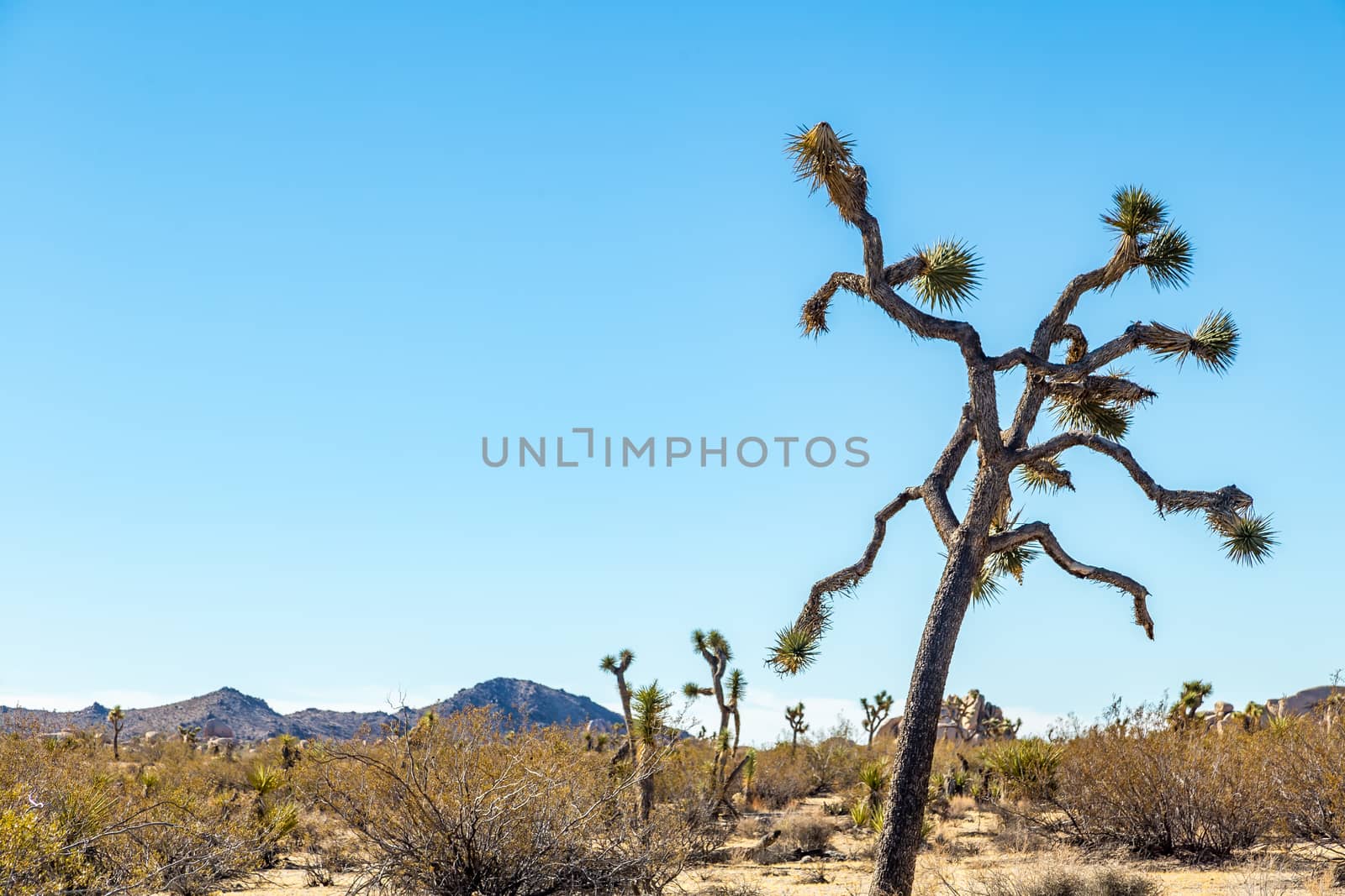 Joshua Tree National Park is a vast protected area in southern California. It's characterized by rugged rock formations and stark desert landscapes.