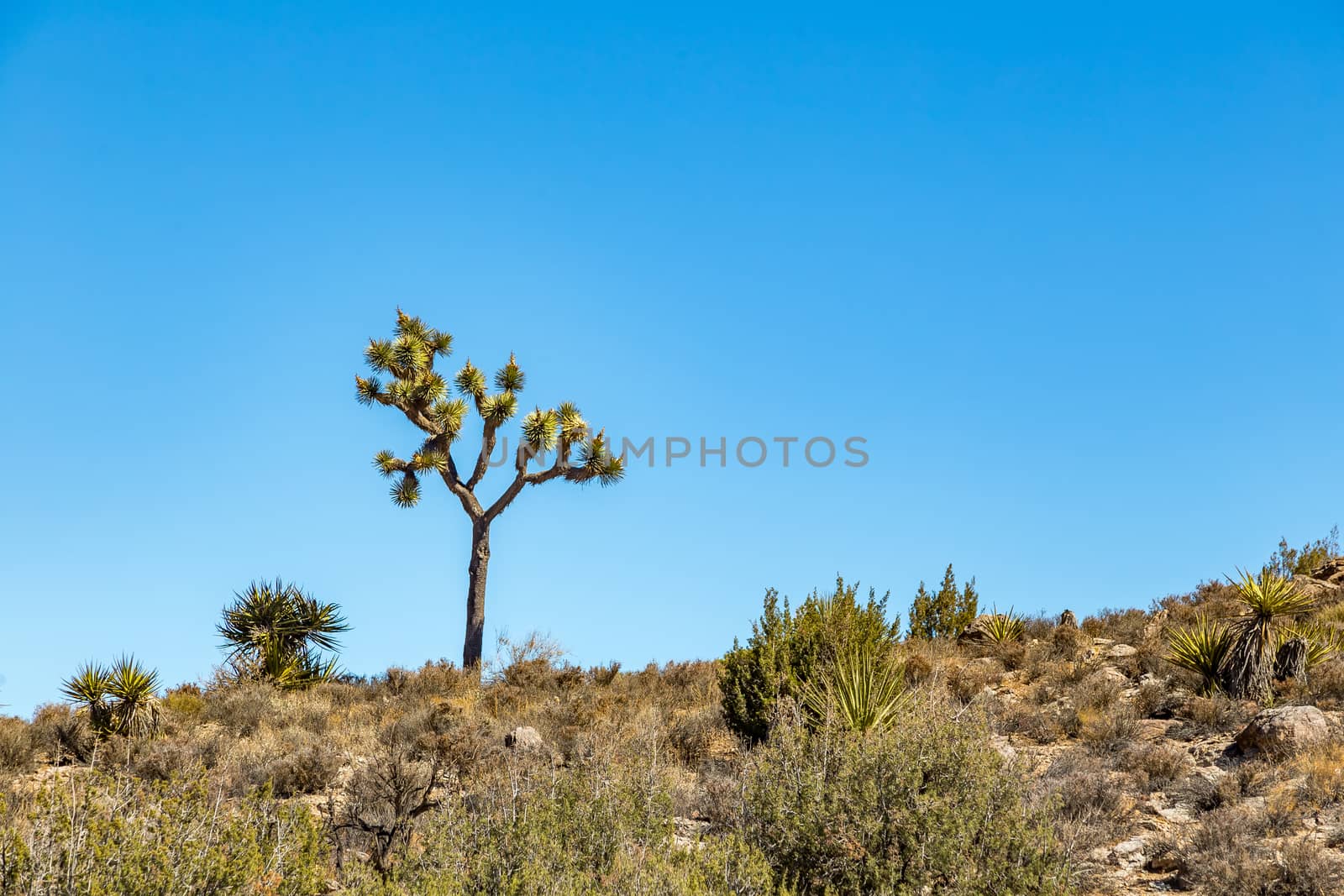 Joshua Tree National Park is a vast protected area in southern California. It's characterized by rugged rock formations and stark desert landscapes.