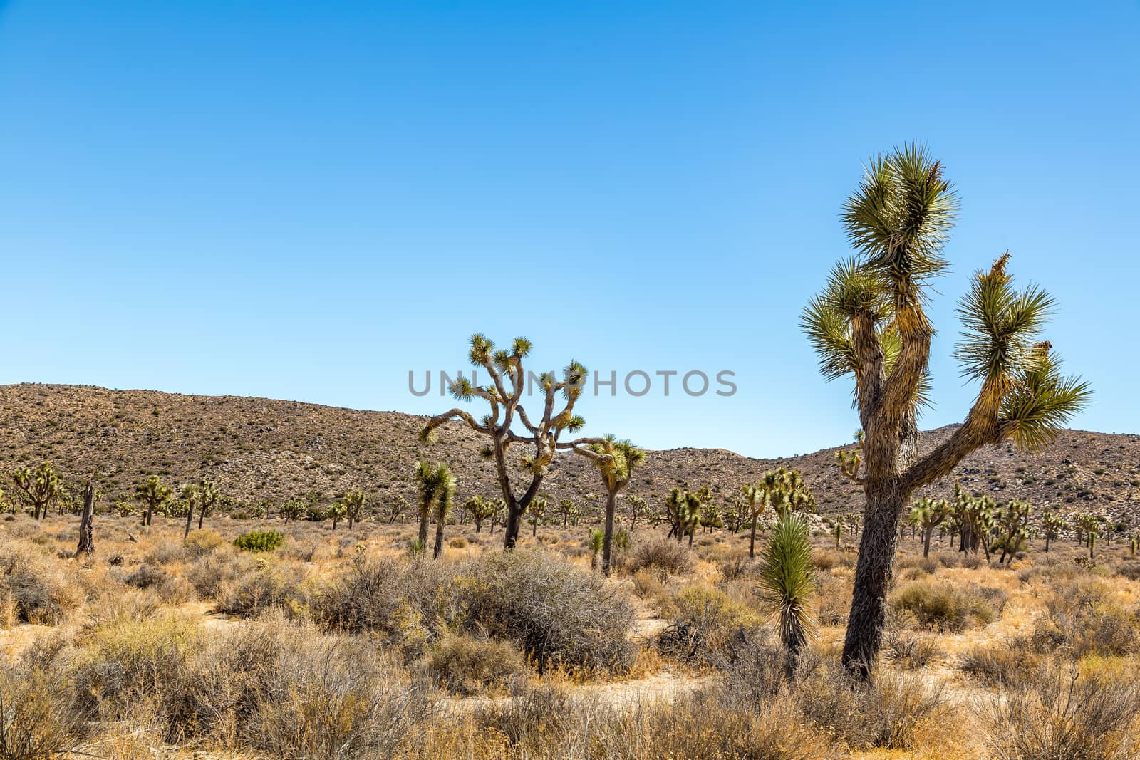 Joshua Tree National Park is a vast protected area in southern California. It's characterized by rugged rock formations and stark desert landscapes.