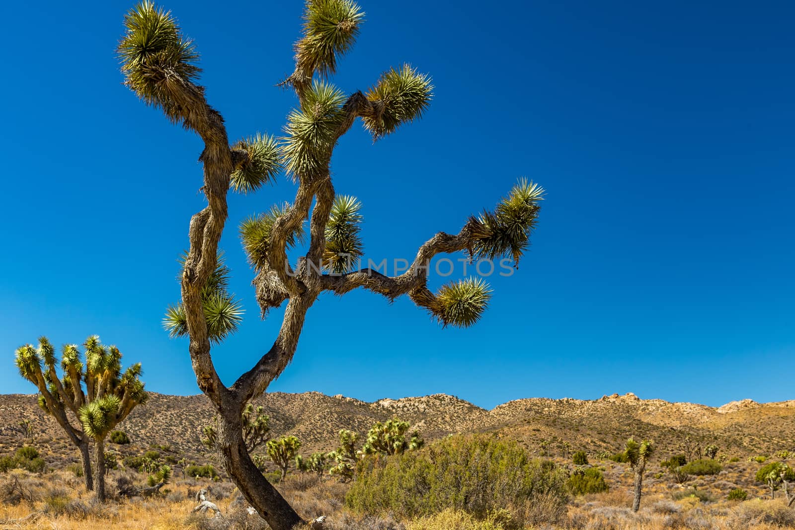 Joshua Tree National Park is a vast protected area in southern California. It's characterized by rugged rock formations and stark desert landscapes.