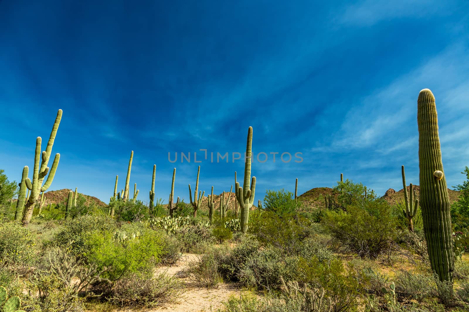 Saguaro National Park by adifferentbrian