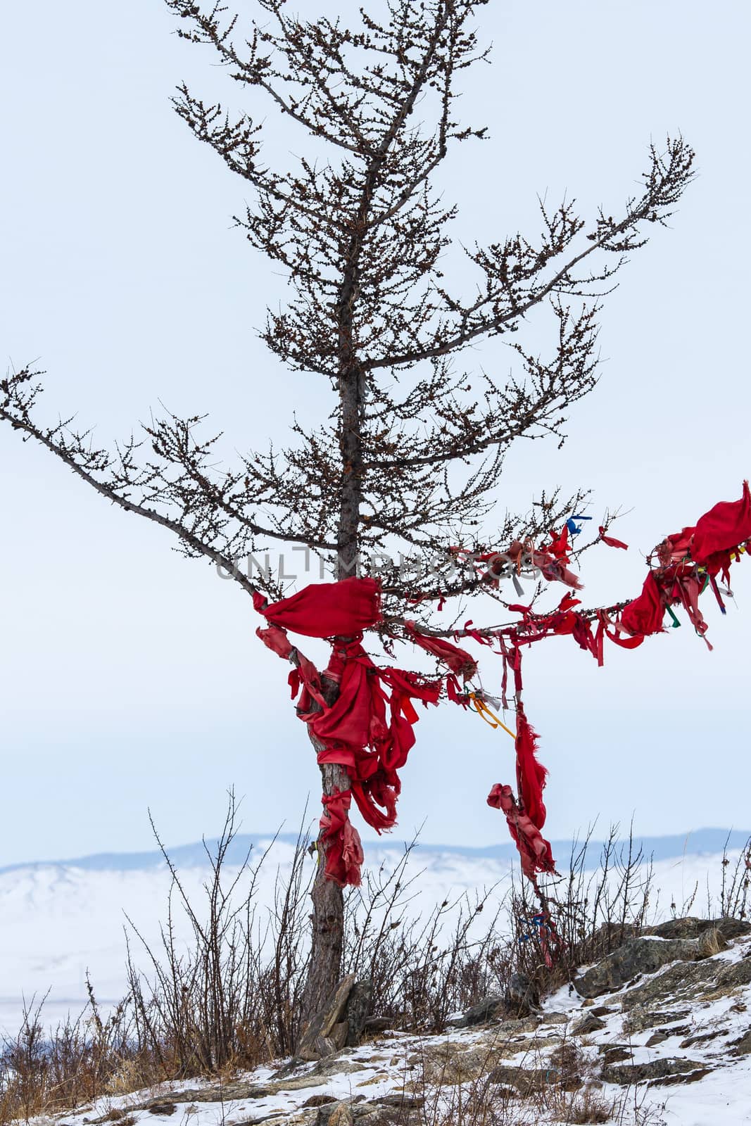 Ribbons on the tree by Chudakov