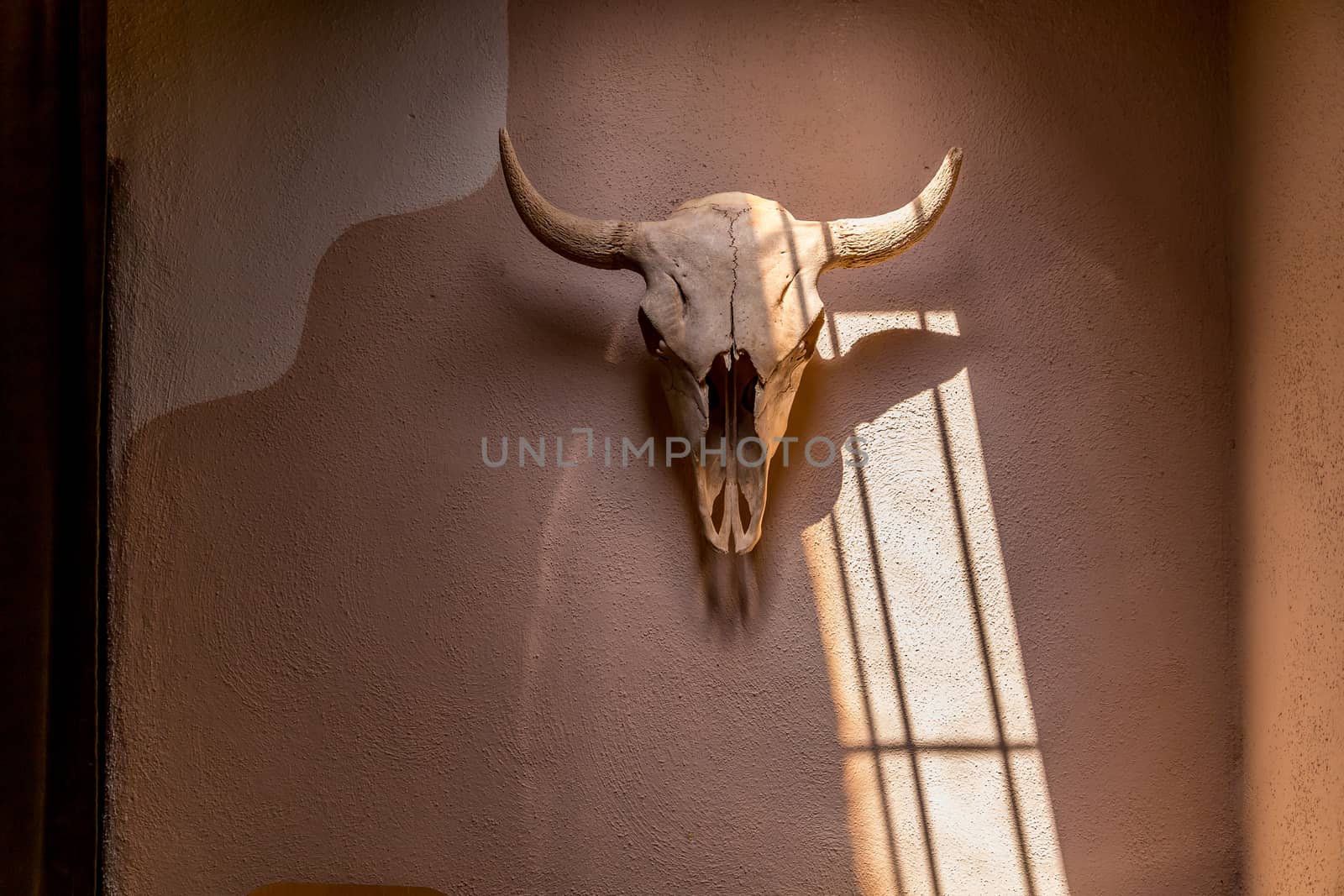 Bison skull on adobe wall by adifferentbrian