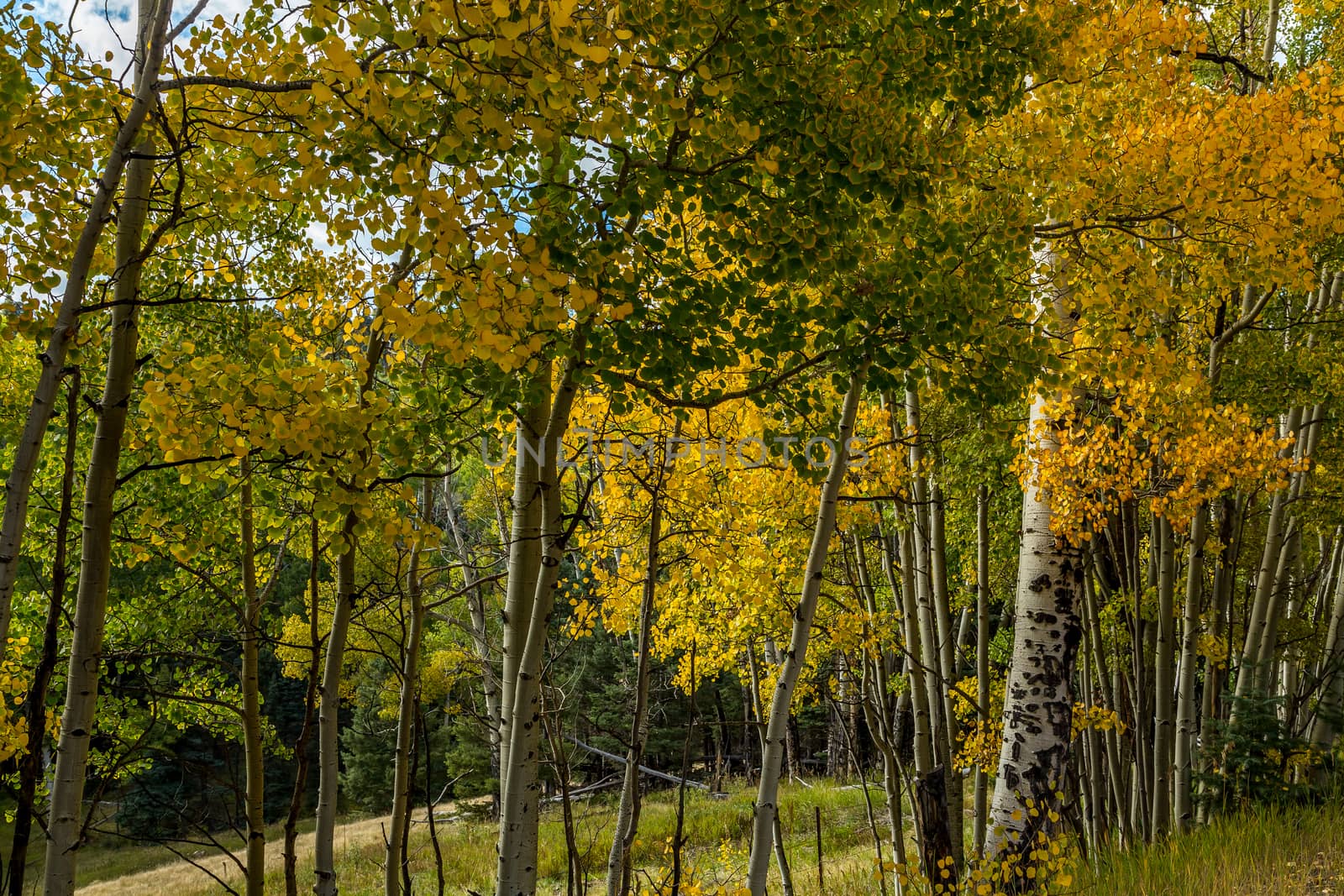 Aspen leaves beginning to change color in the fall.