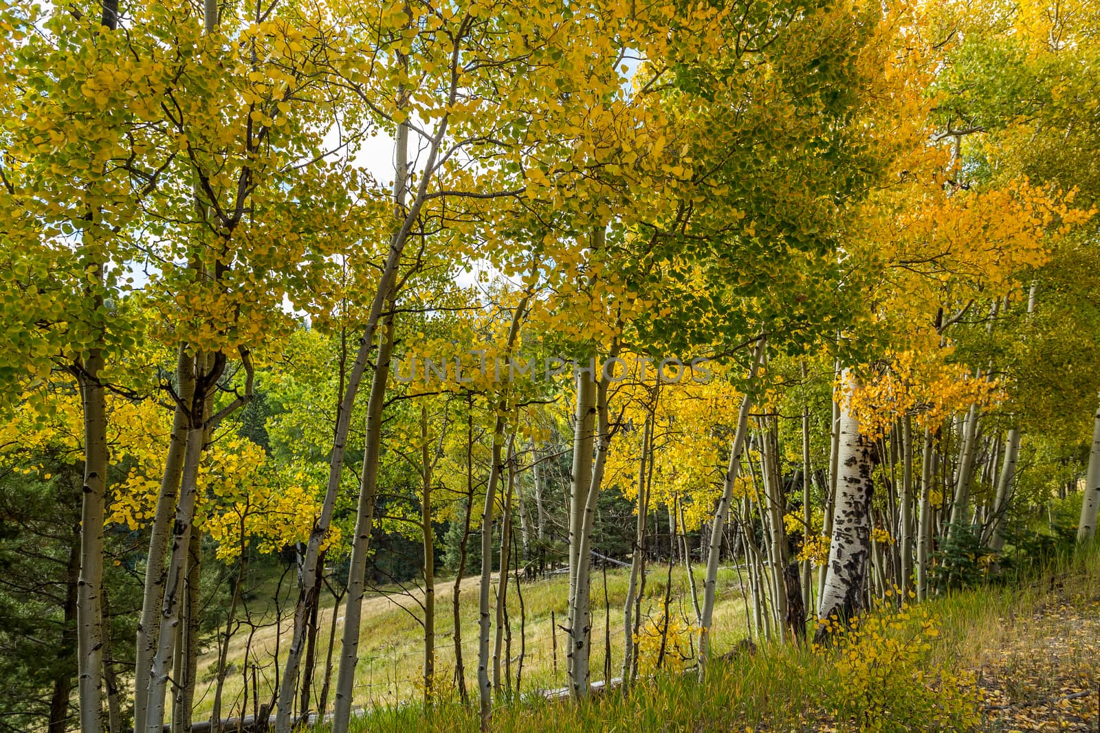 Aspen leaves changing by adifferentbrian