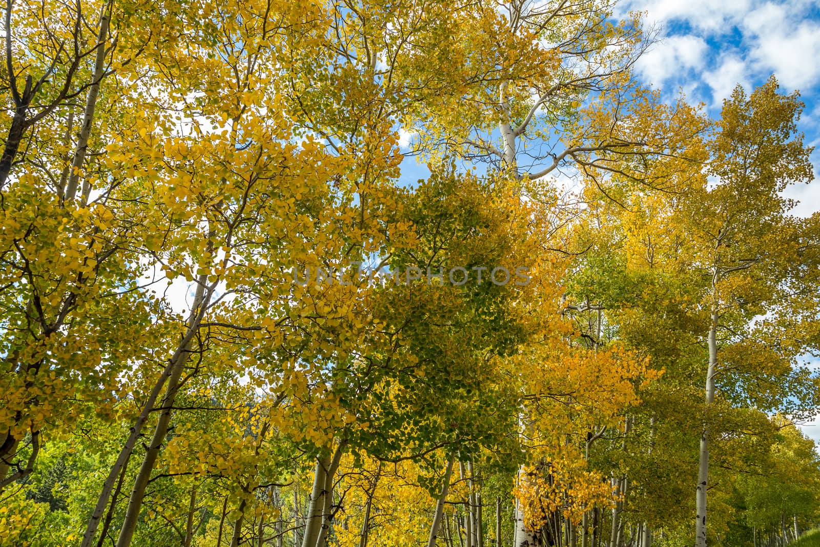 Aspen leaves changing by adifferentbrian