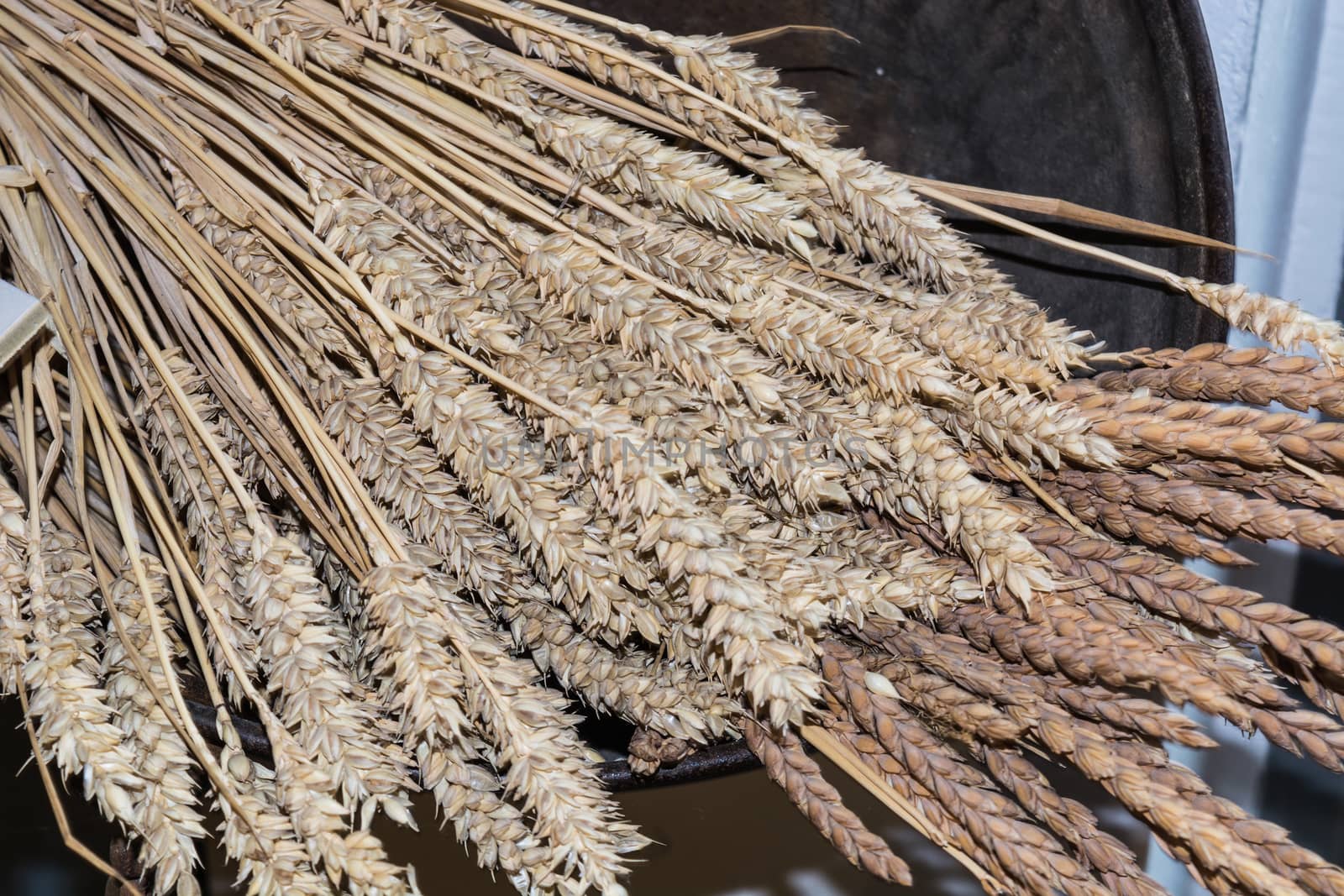 A covenant of various mature ears of corn