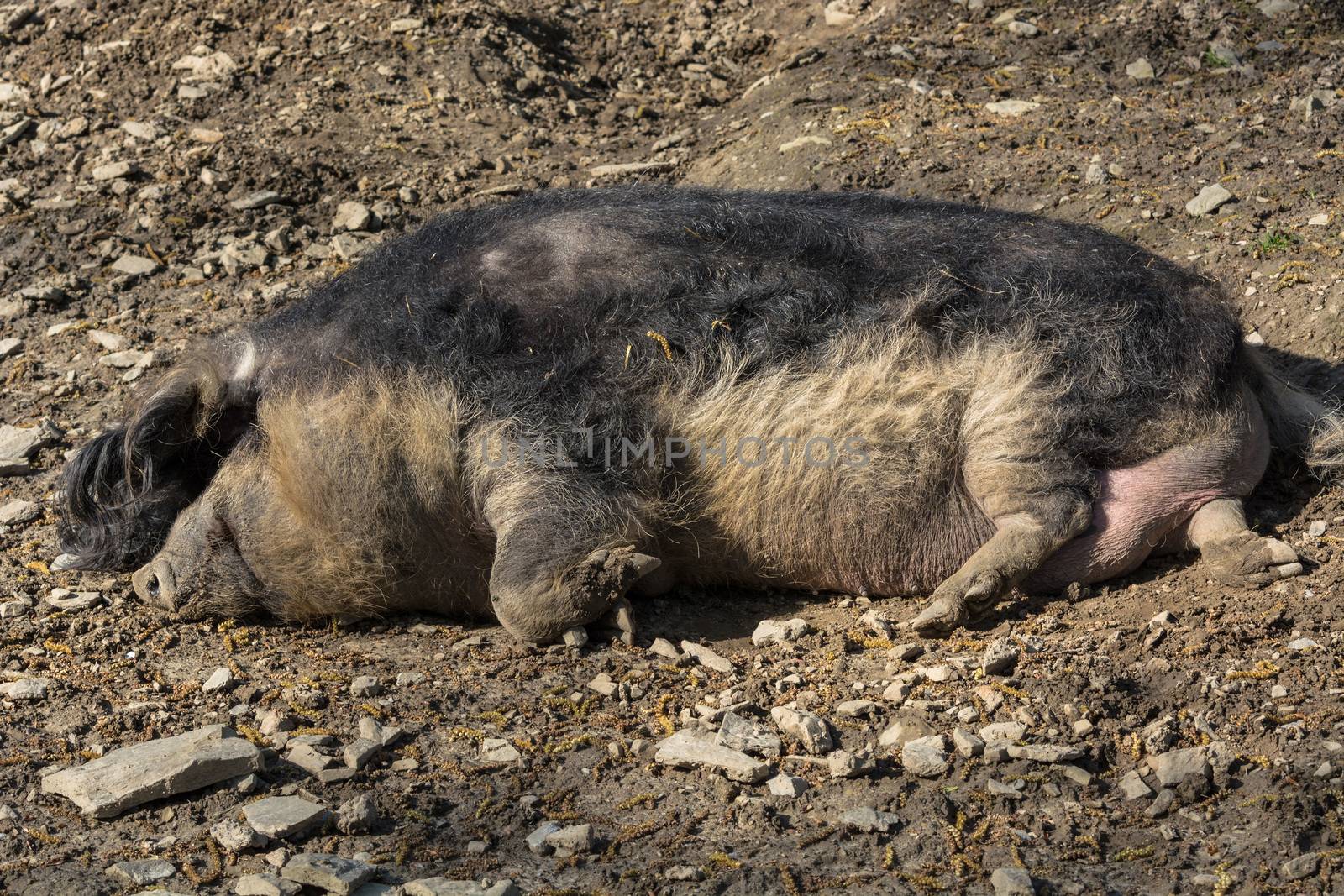 Wild boar in the mud in the warm summer sun lying.