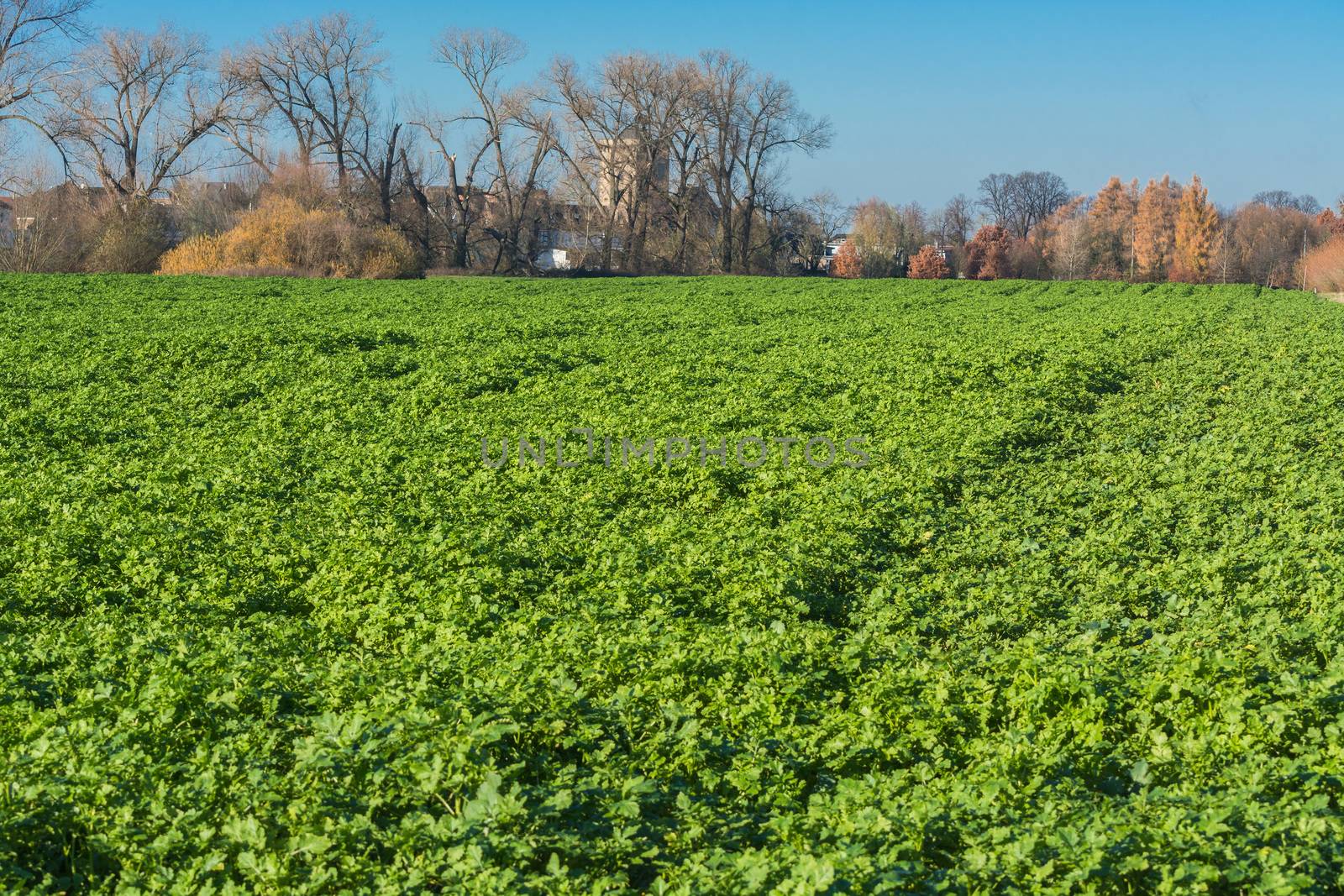 View of an Agra field in winter. Cultivated with winter vegetables.