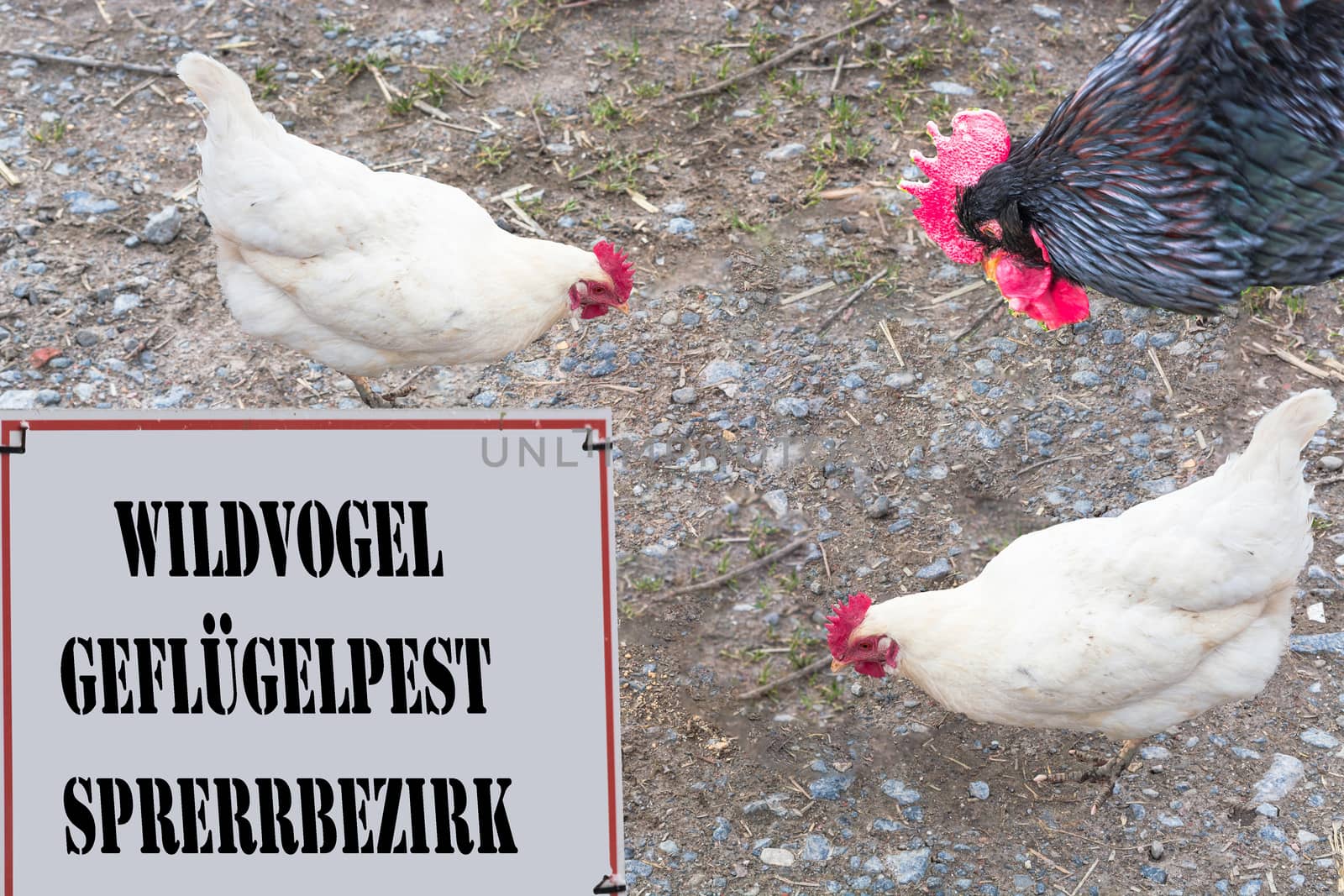 Sign with red border and inscription in German wild bird - avian influenza
Locking area. In the background a rooster and two chickens.