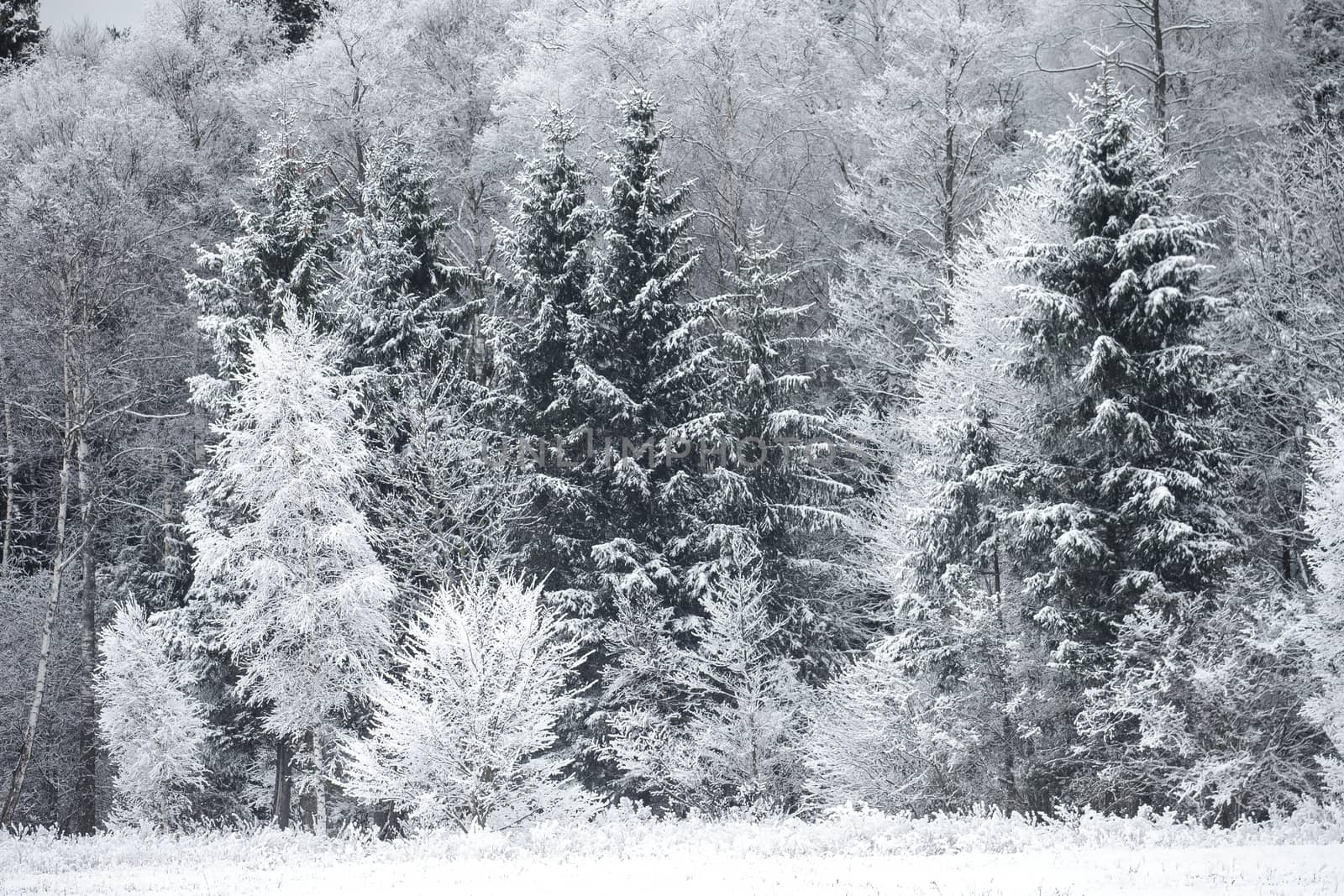 Frost on the Trees at the Forest Edge by Multipedia