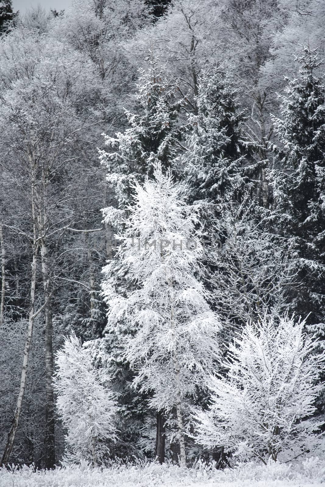 Winter landscape with Frost on the Trees at the Forest Edge