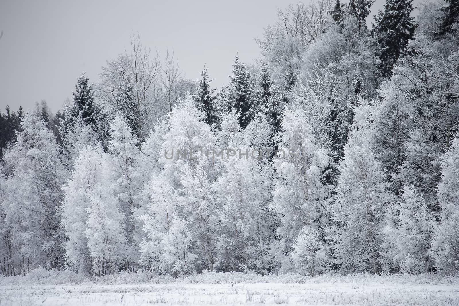 Winter landscape with Frost on the Trees at the Forest Edge