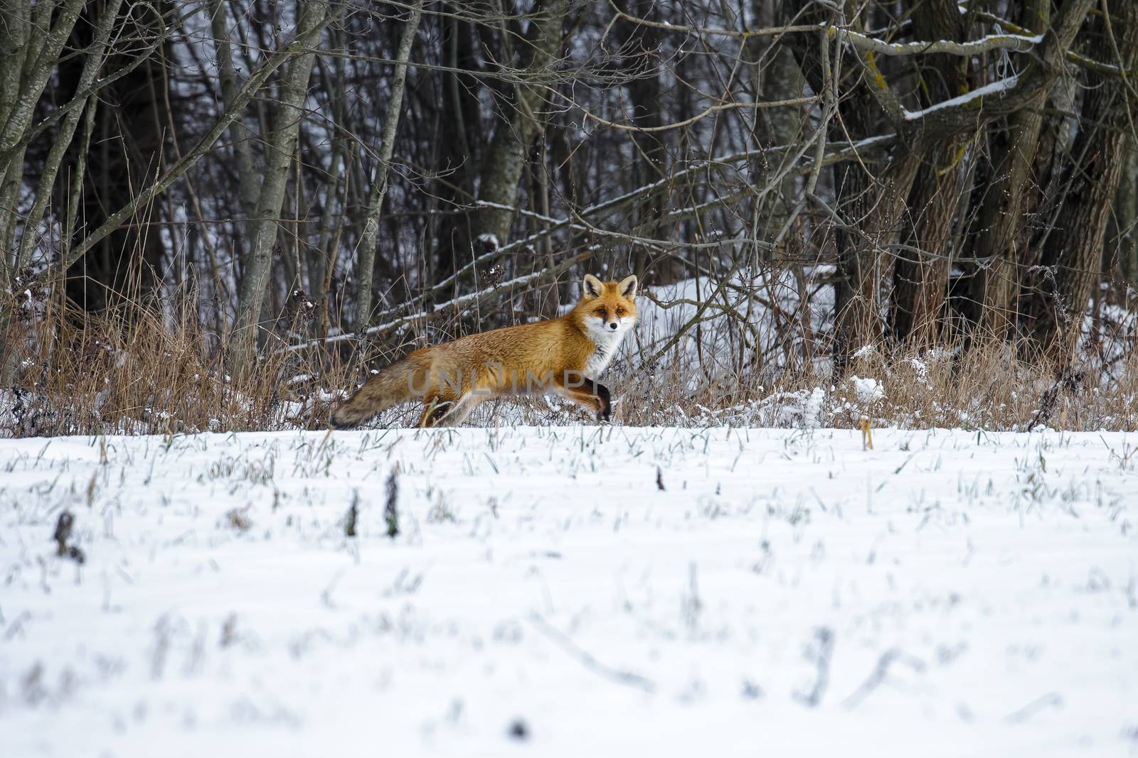 Red Fox in a Winter Forest by Multipedia