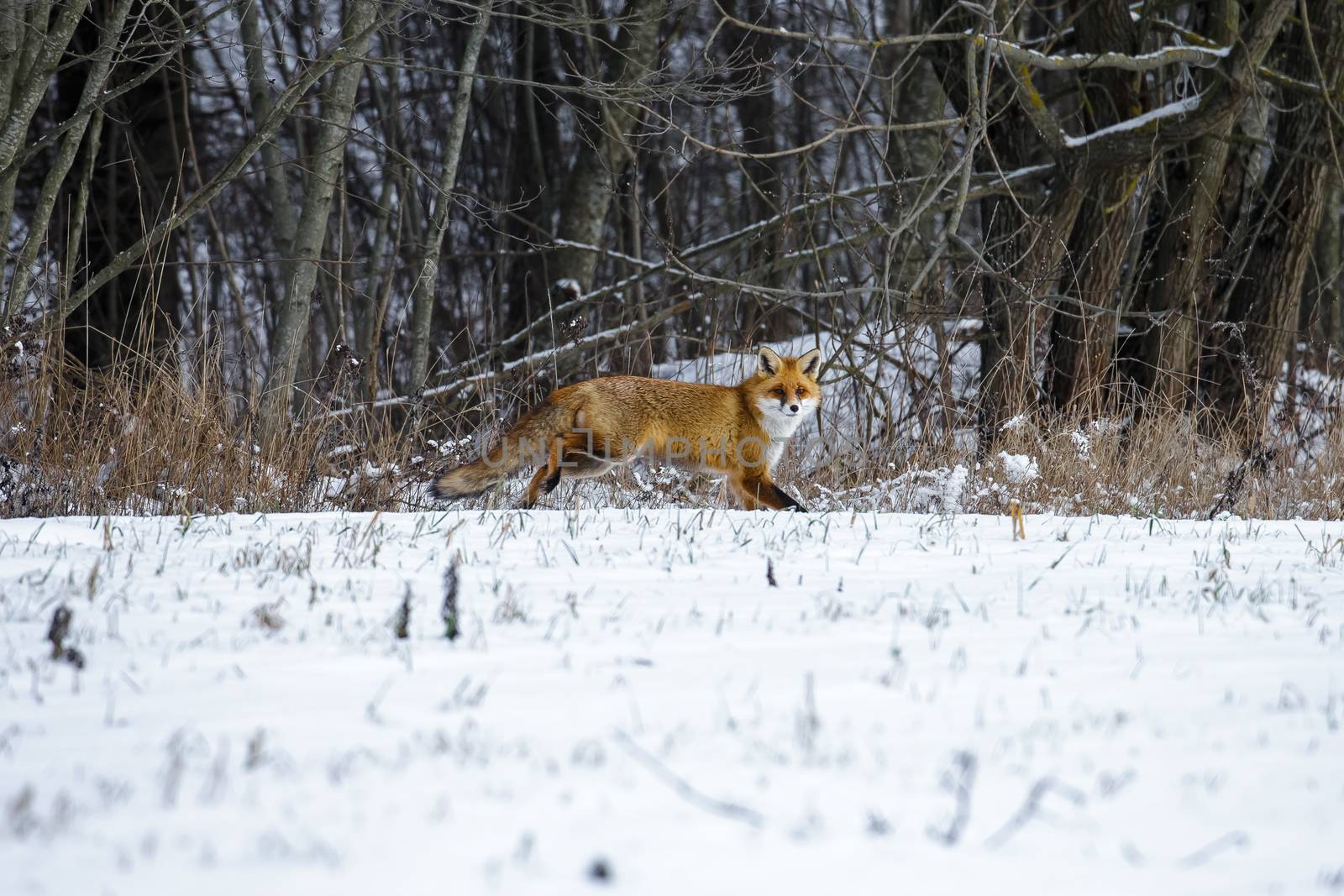 Red Fox in a Winter Forest by Multipedia