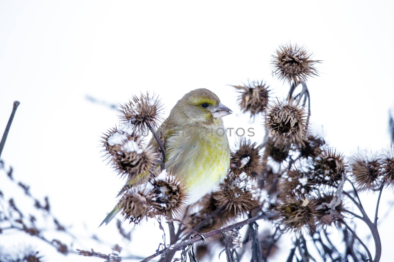 Small bird on a branch in winter by Multipedia