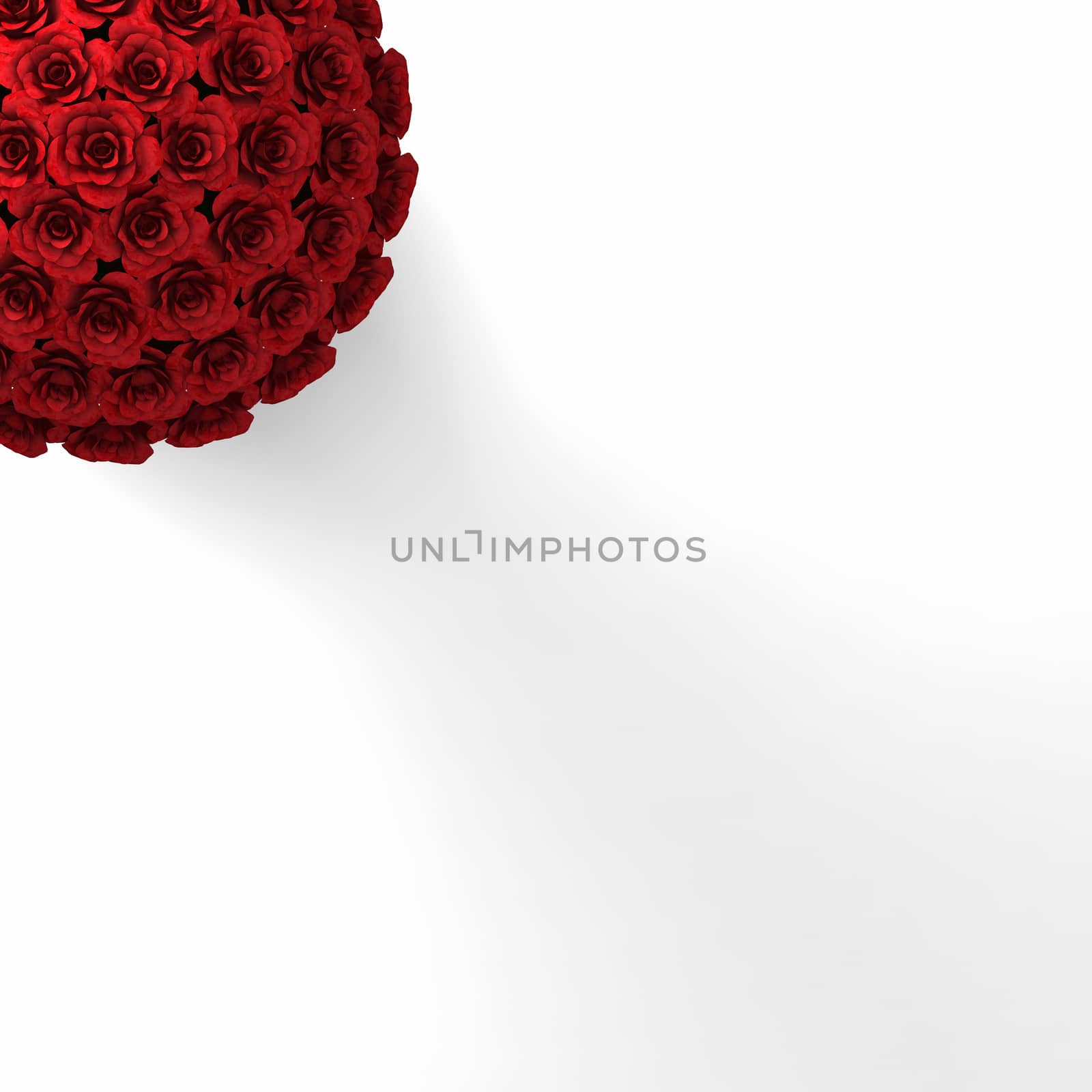 ROSES ON PLAIN WHITE BACKGROUND by PrettyTG