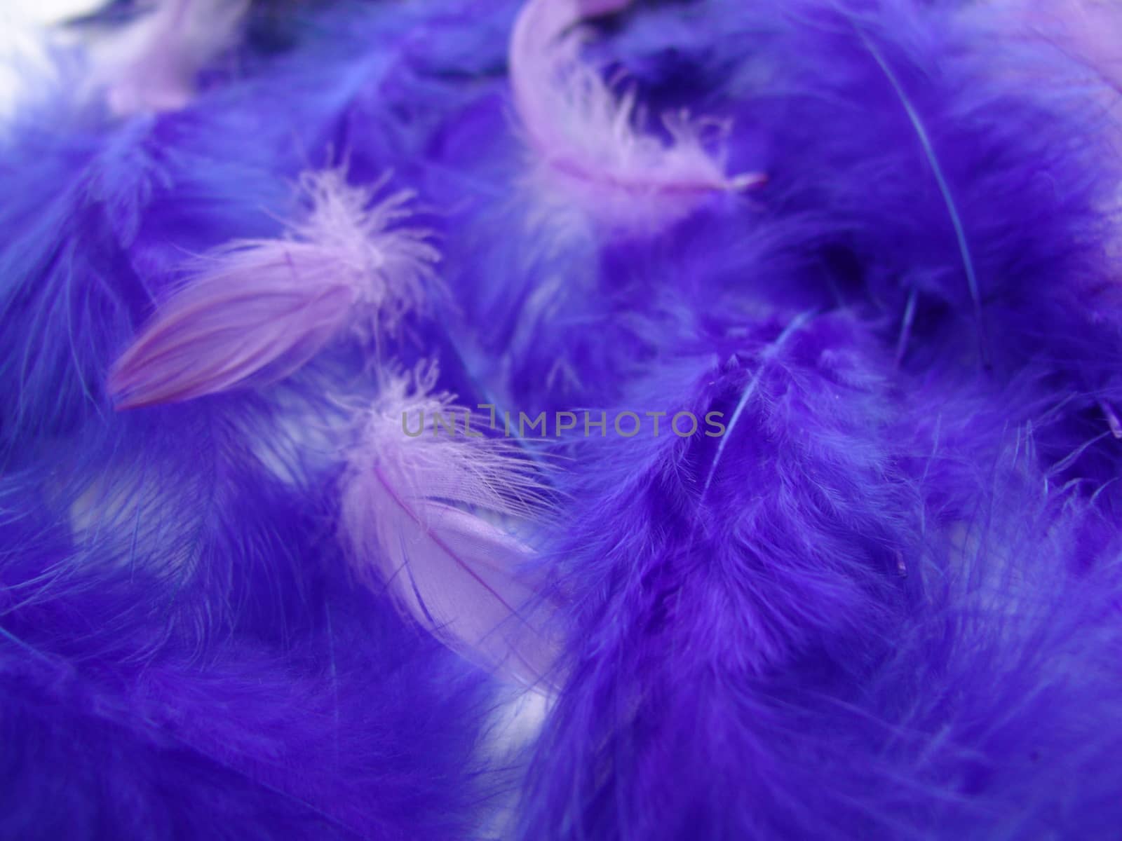 A background of soft fluffy feathers. by elena_vz
