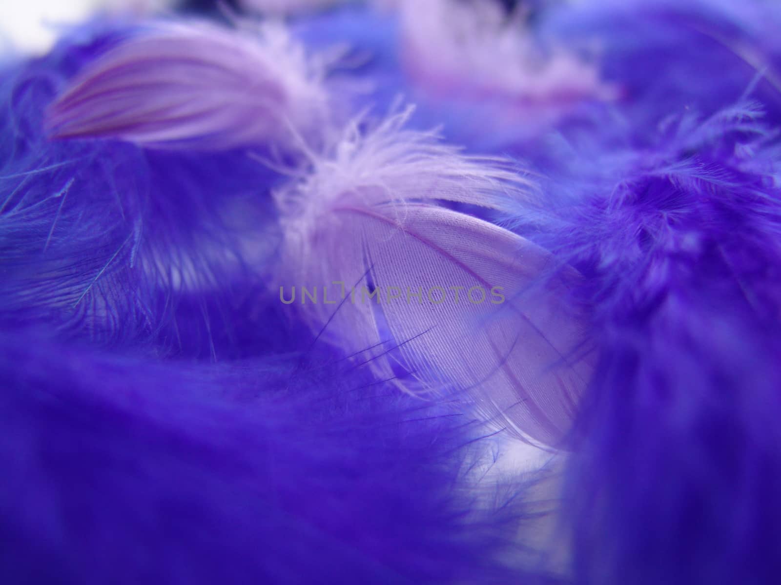 A background of soft fluffy feathers.