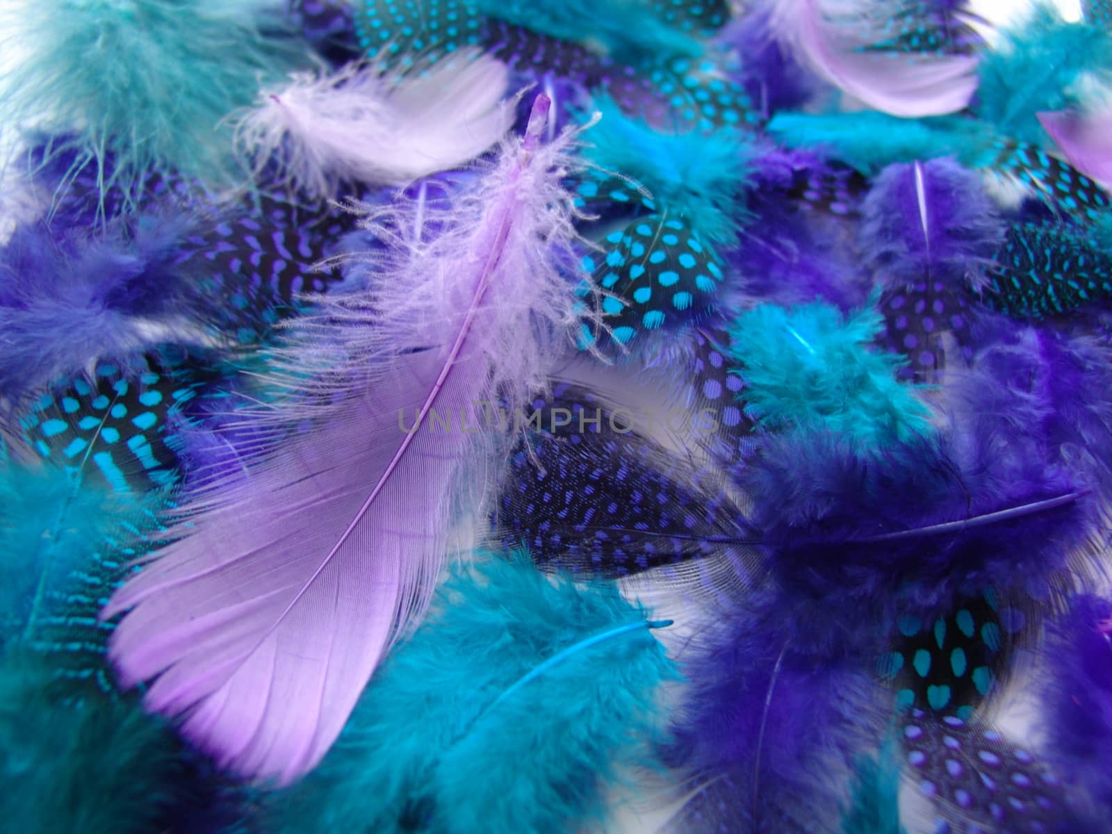 A background of soft fluffy feathers. by elena_vz